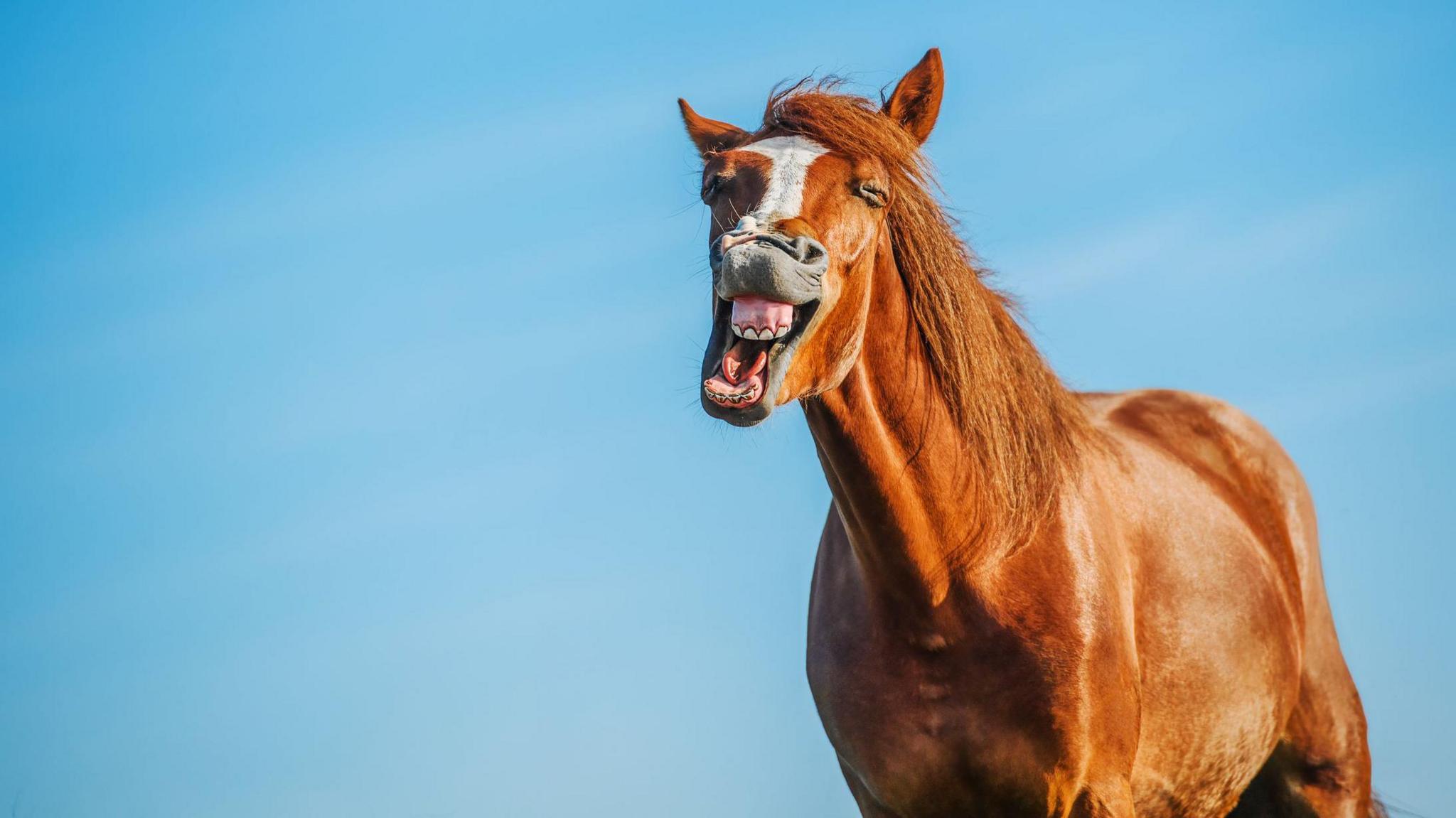 a brown horse neighing with a. blue sky behind it