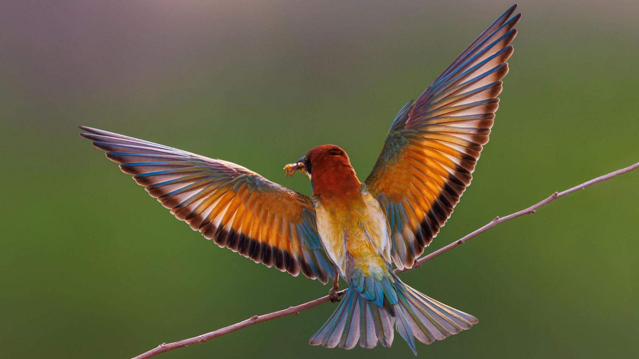 Colourful bird sitting on a branch with outstretched wings.