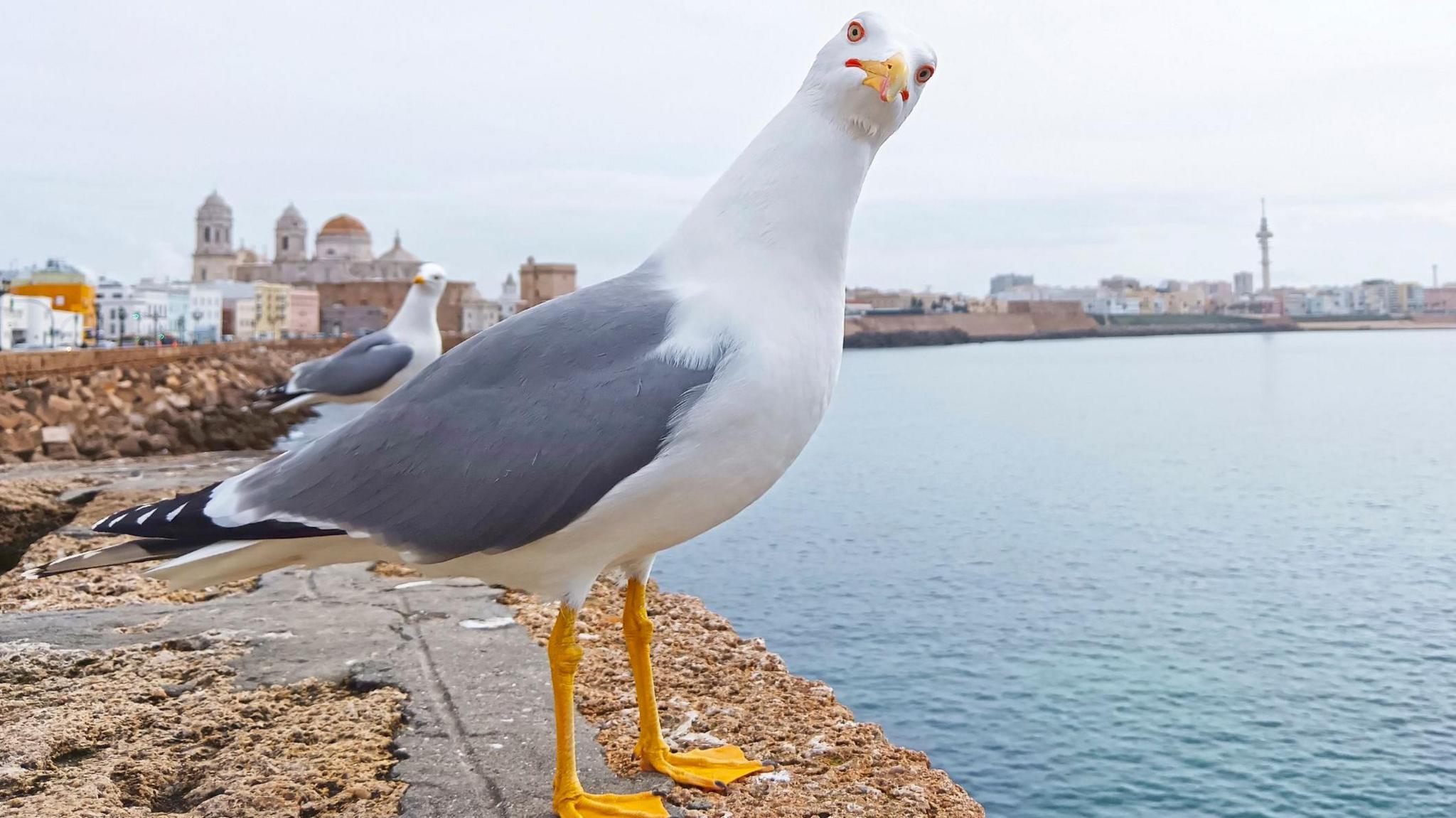 a seagull staring at the camera on a sea front