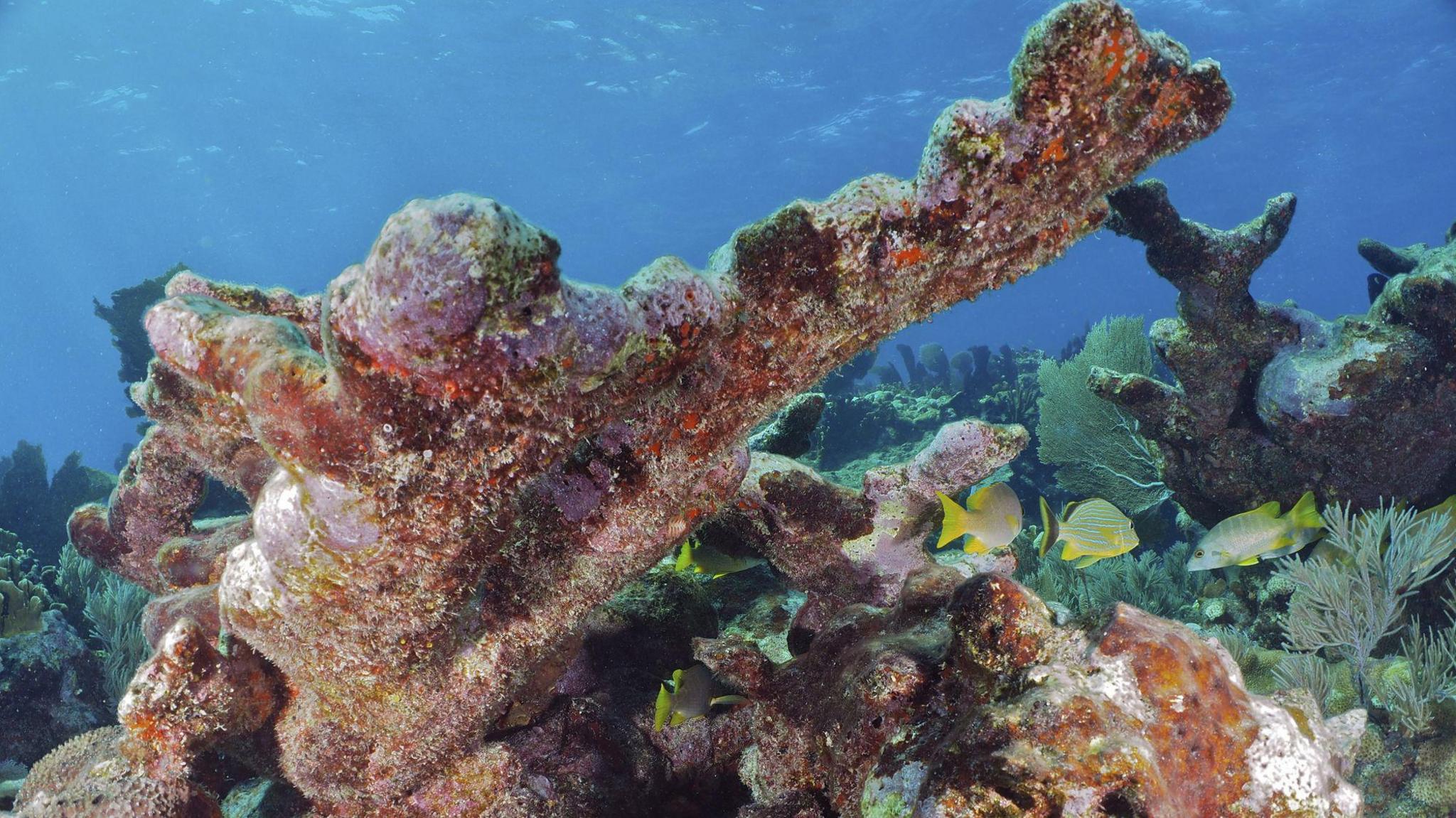 Dead Elkhorn coral in Florida