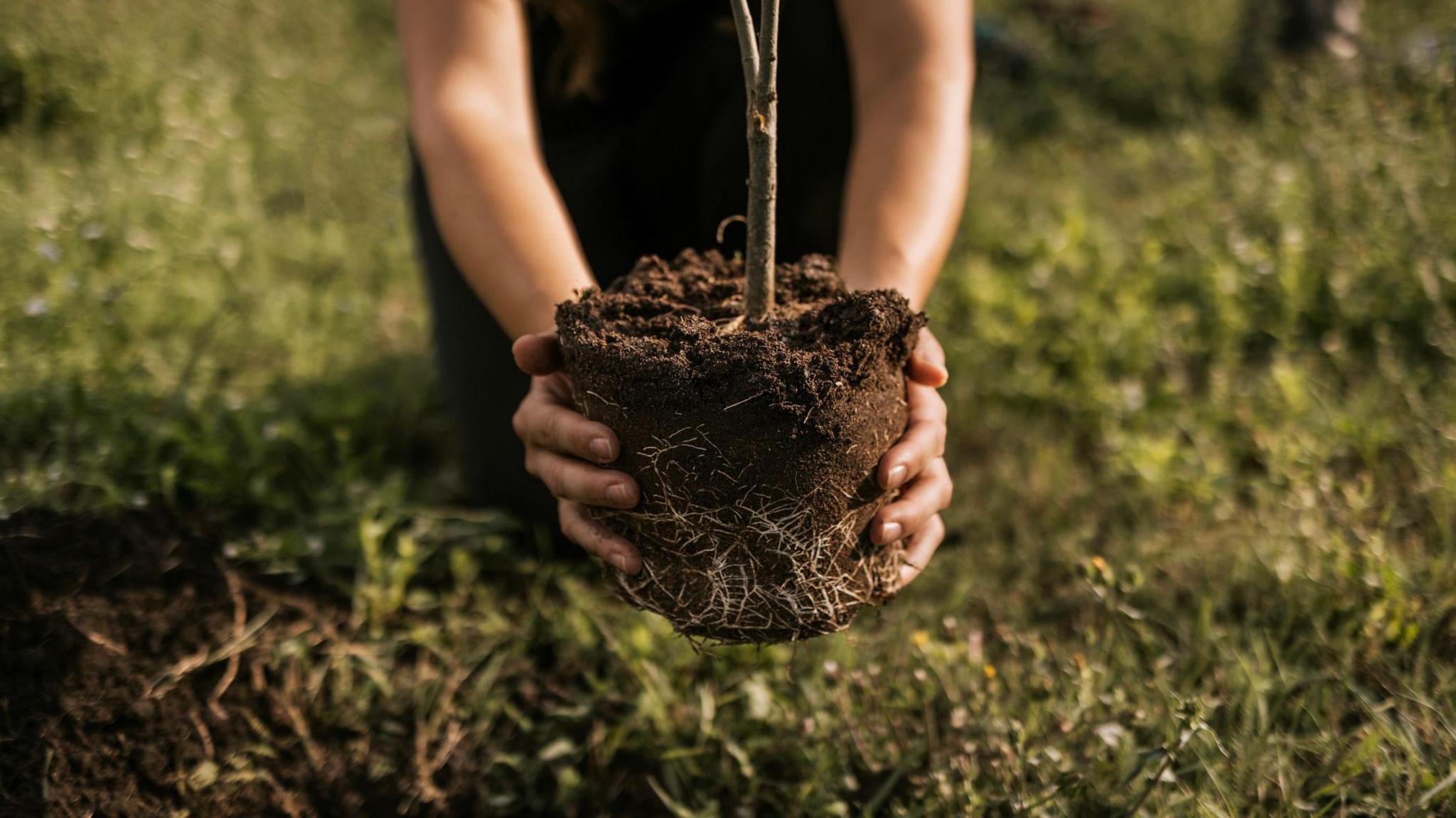 A young woman plants a tree.