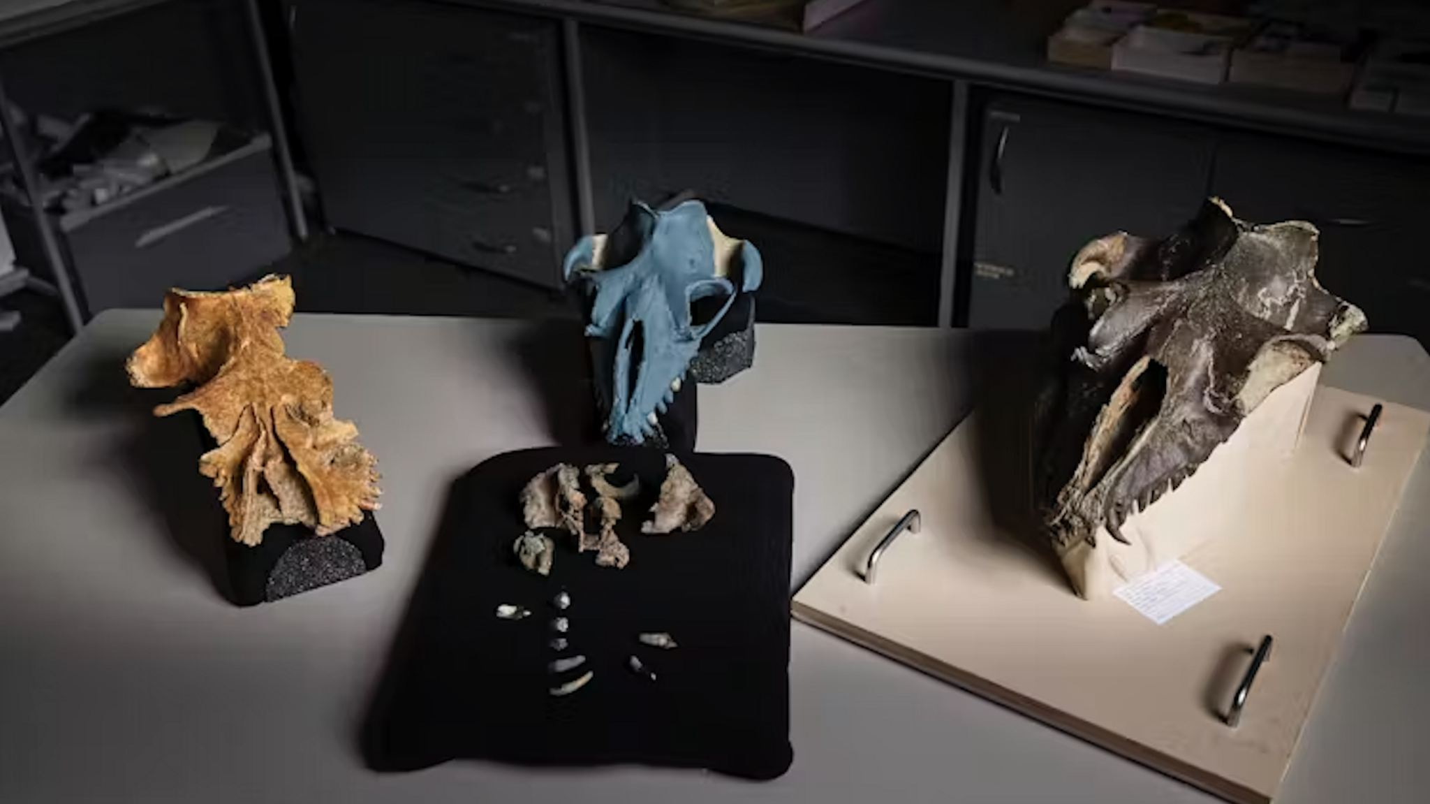 Fossil skulls of mammalodontid whales from left to right: Mammalodon colliveri, Janjucetus dullardi, Janjucetus hunderi. T