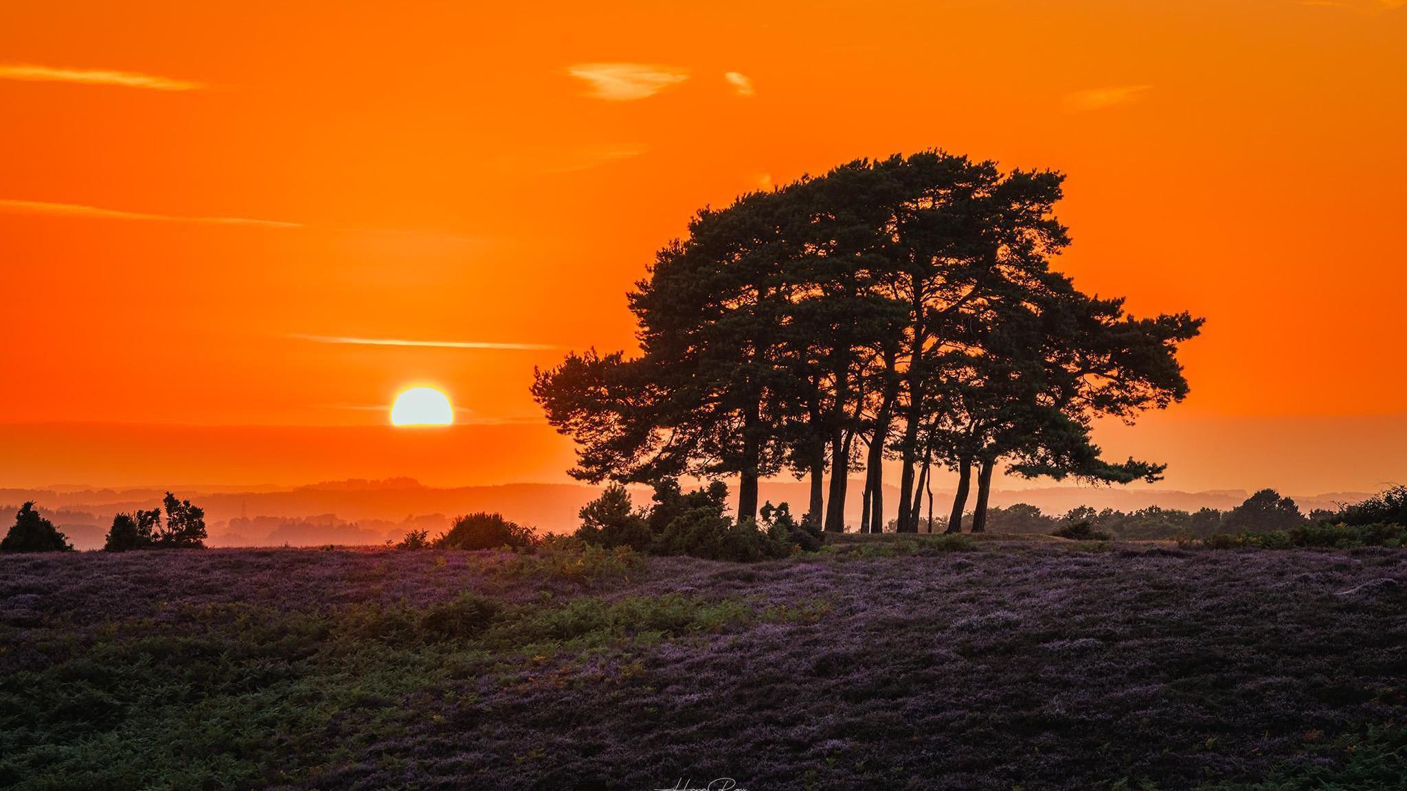 A bright orange sky dominates this image with a glowing sun appearing above the morning mist. A small copse of trees are silhouetted by the sun's rays whilst the ground is carpeted by heather