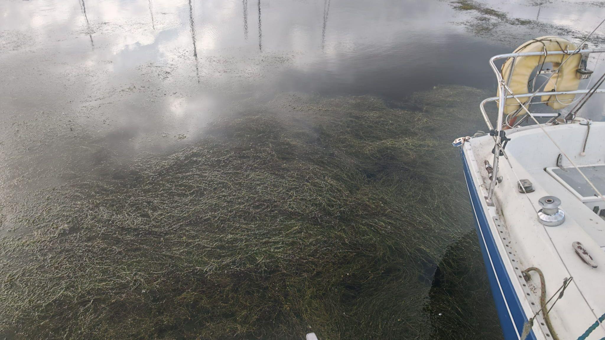 Weeds piled up on top of lake water. A boat is partially visible to the right of the image. 