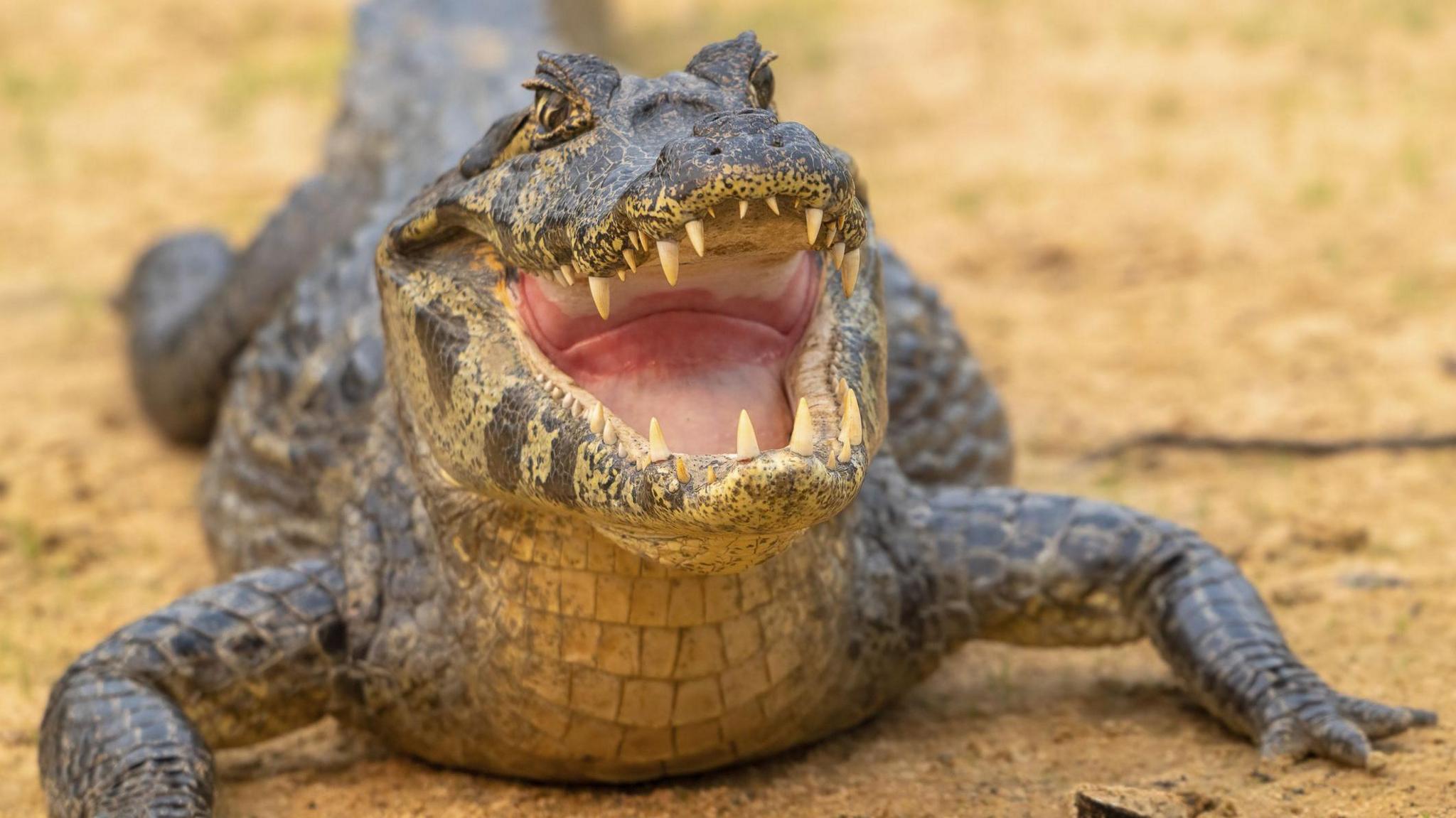 A crocodile with its mouth open