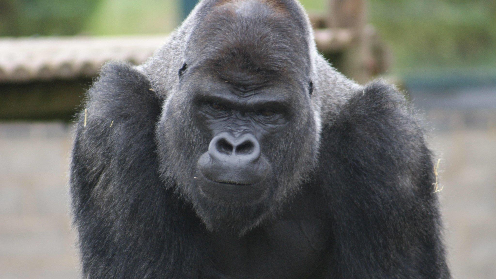 Gorilla