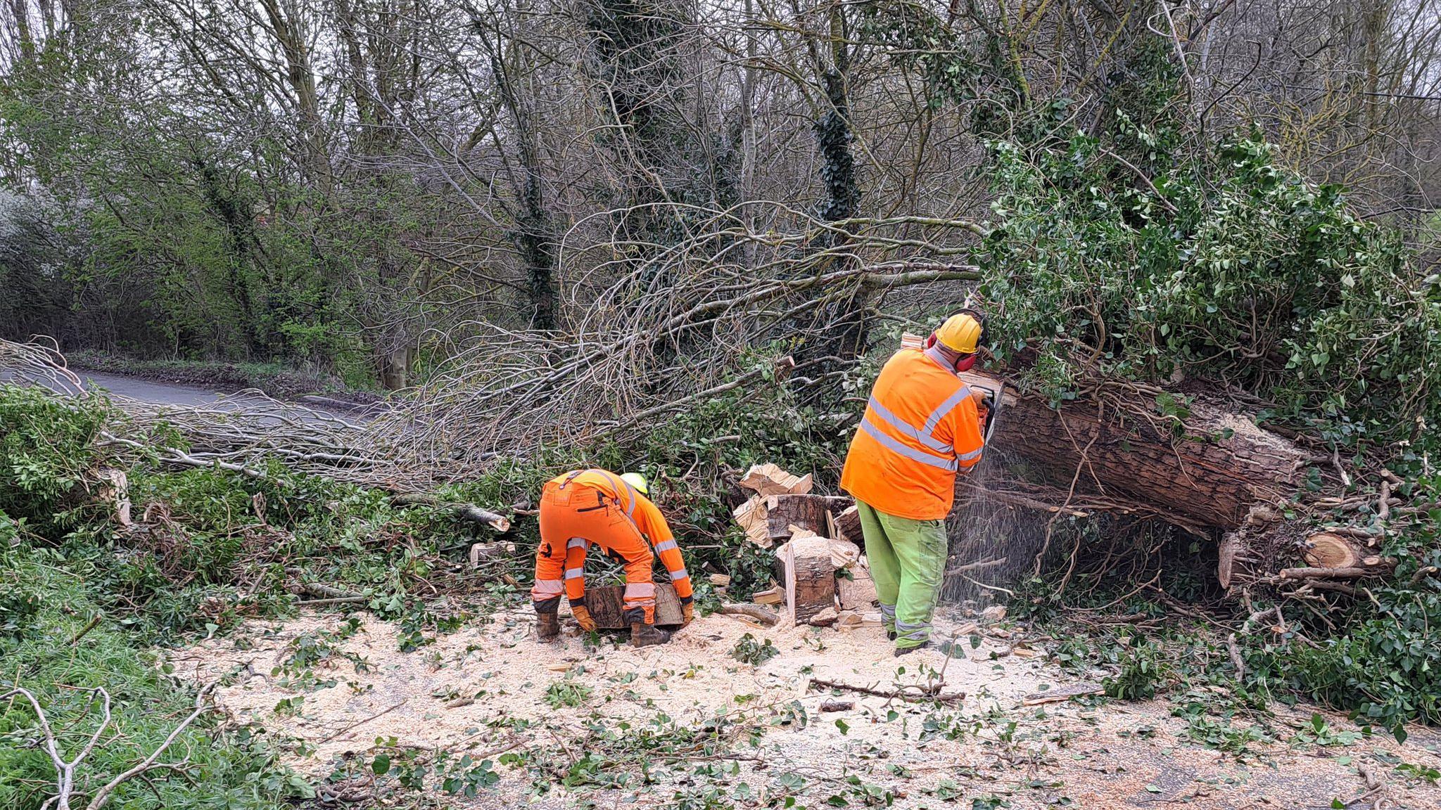 Workers chopping up fallen tree