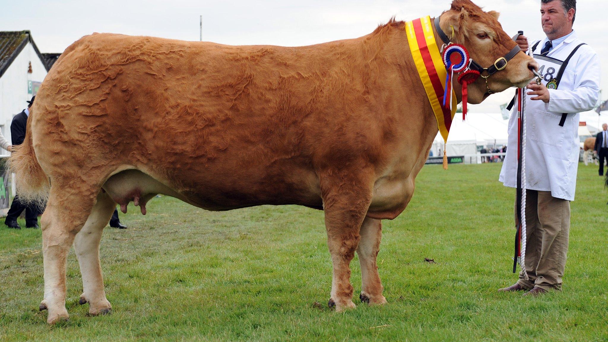 Supreme beef champion