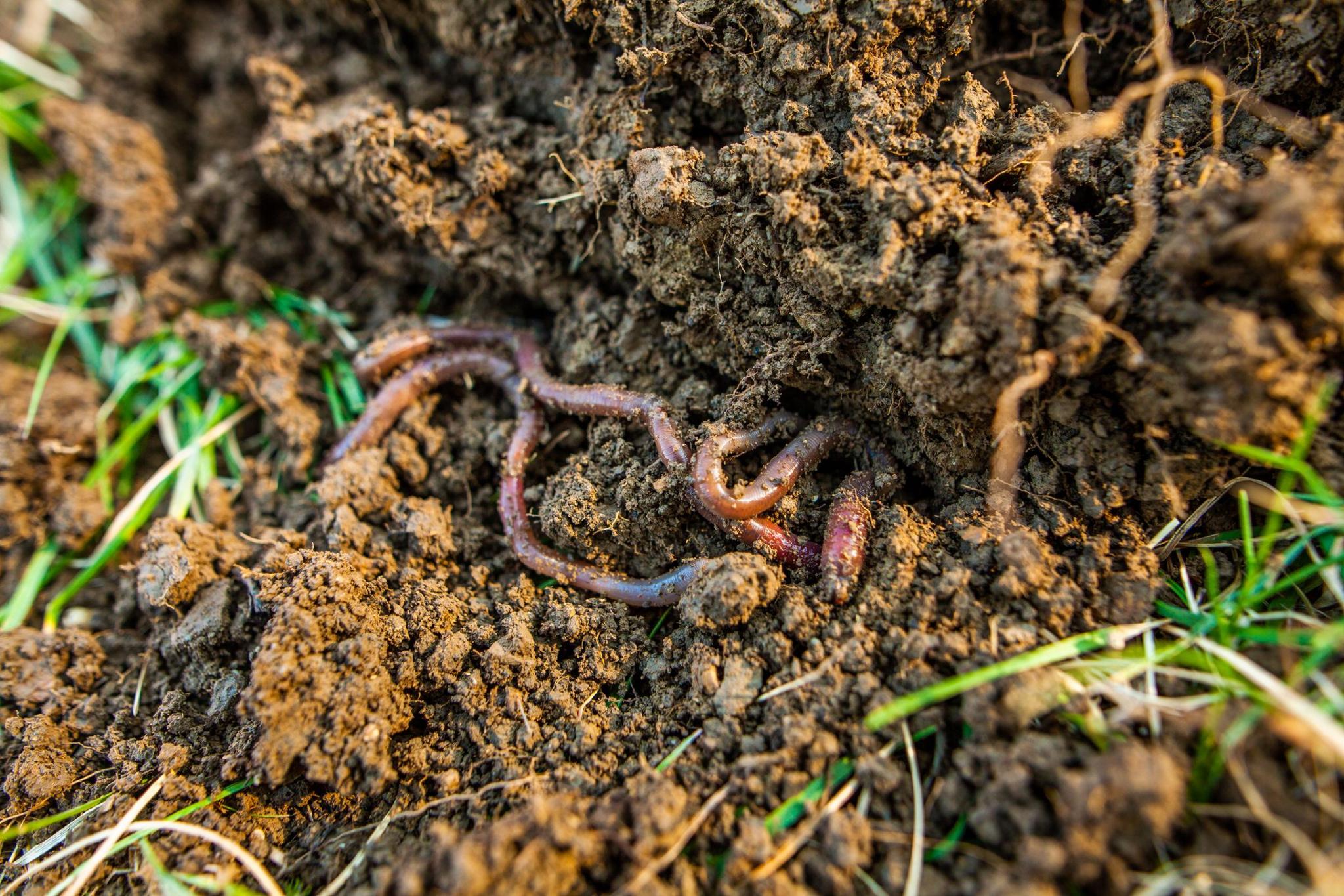 A few earthworm sit on the surface of the soil