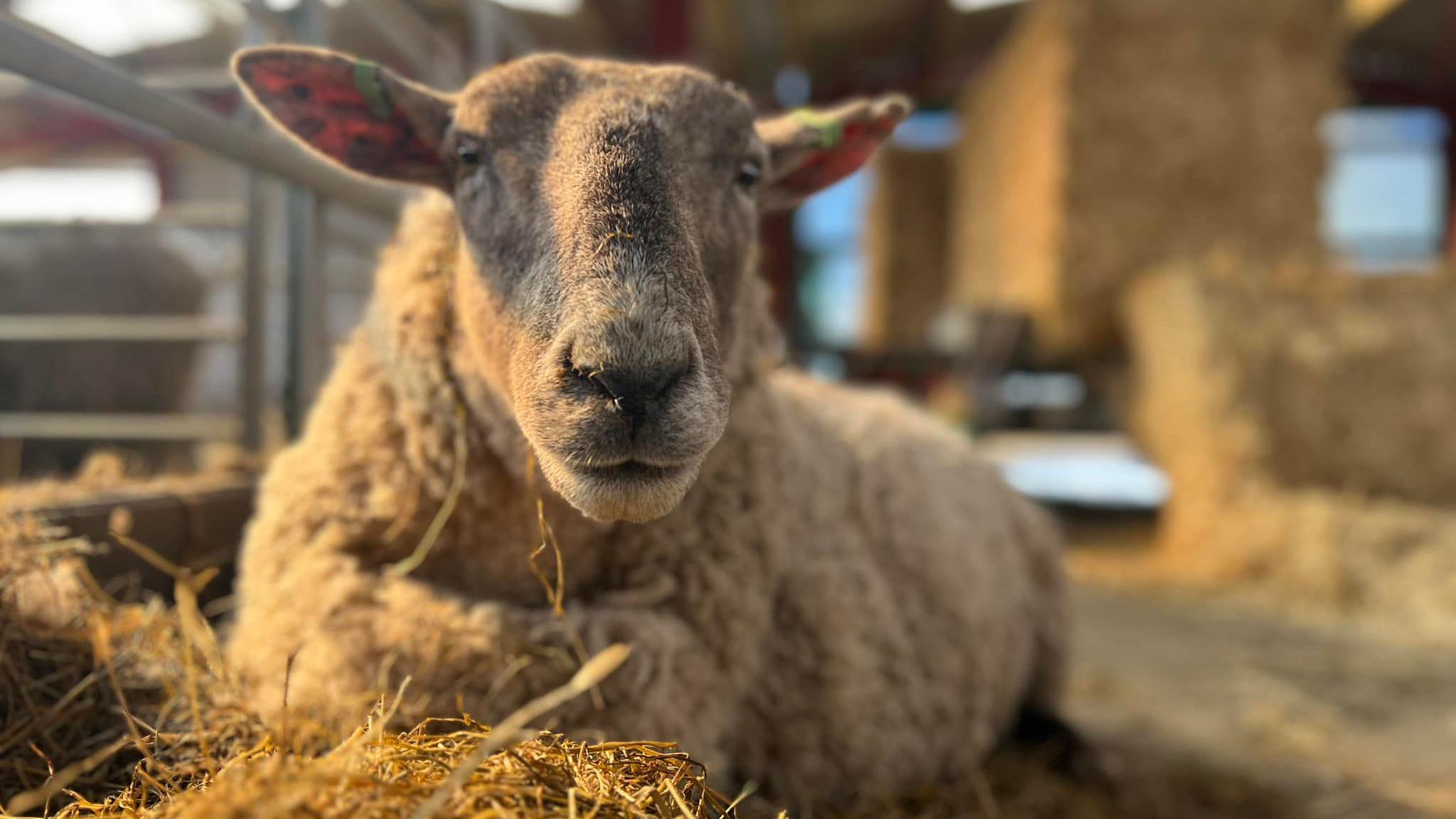 A close up of a sheep in an low evening light