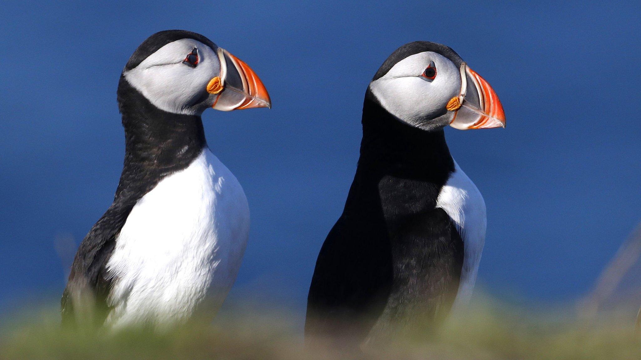 Puffins