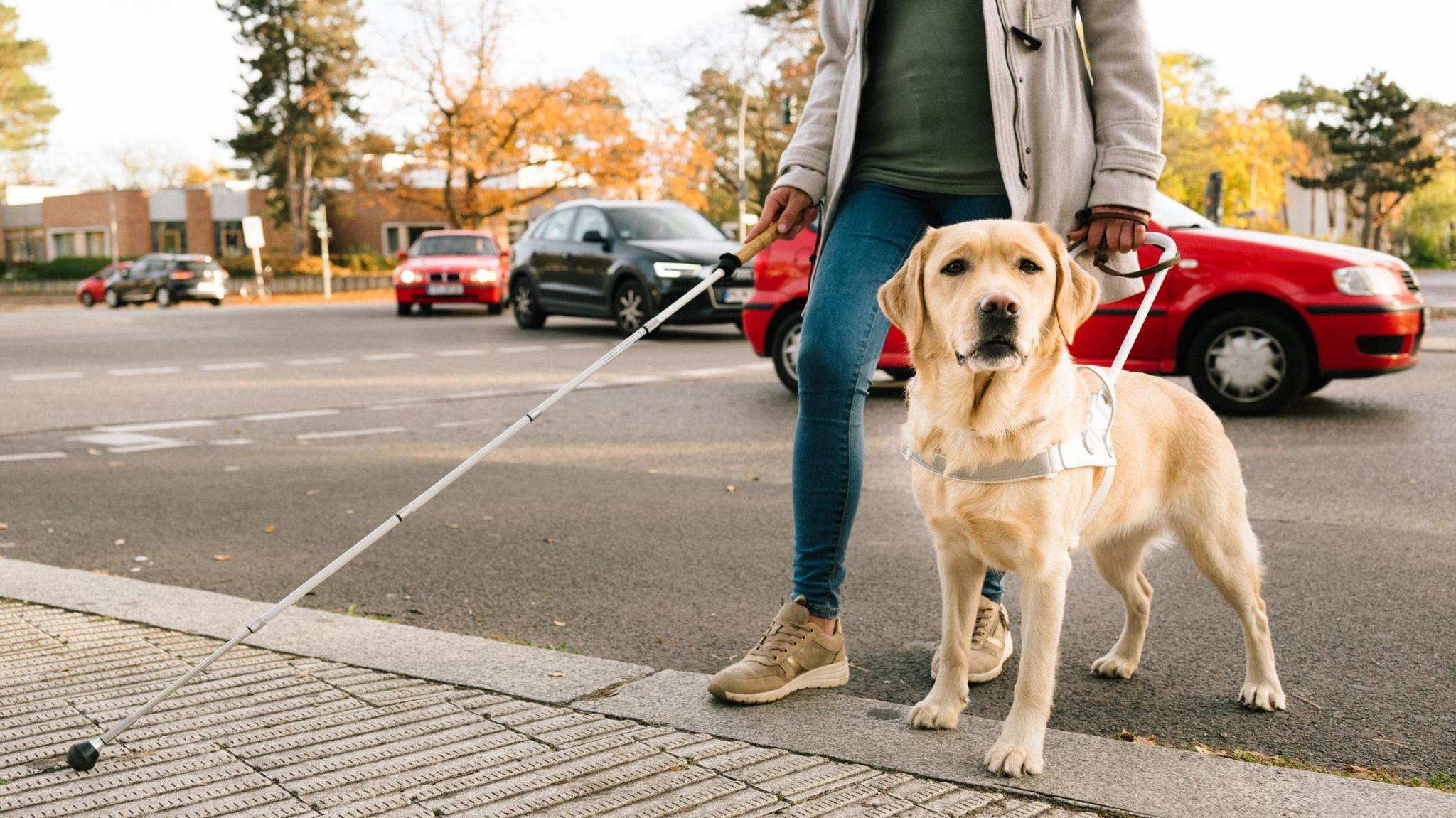 Stock image of a person crossing the road with a guide dog - a Yellow Labrador with a harness. The image shows a person - wearing tight blue jeans and a cream jacket and holding a white stick - to chest height. Cars pass in the background.