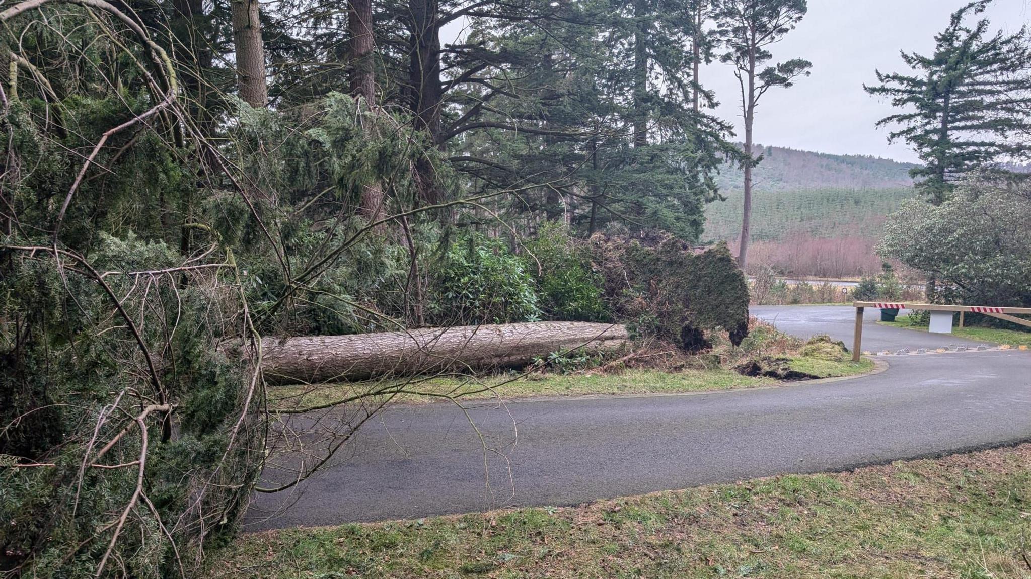 A tree has fallen and blocks the road. A wooden barrier gate across the road, to the right, prevents cars from attempting to drive up.