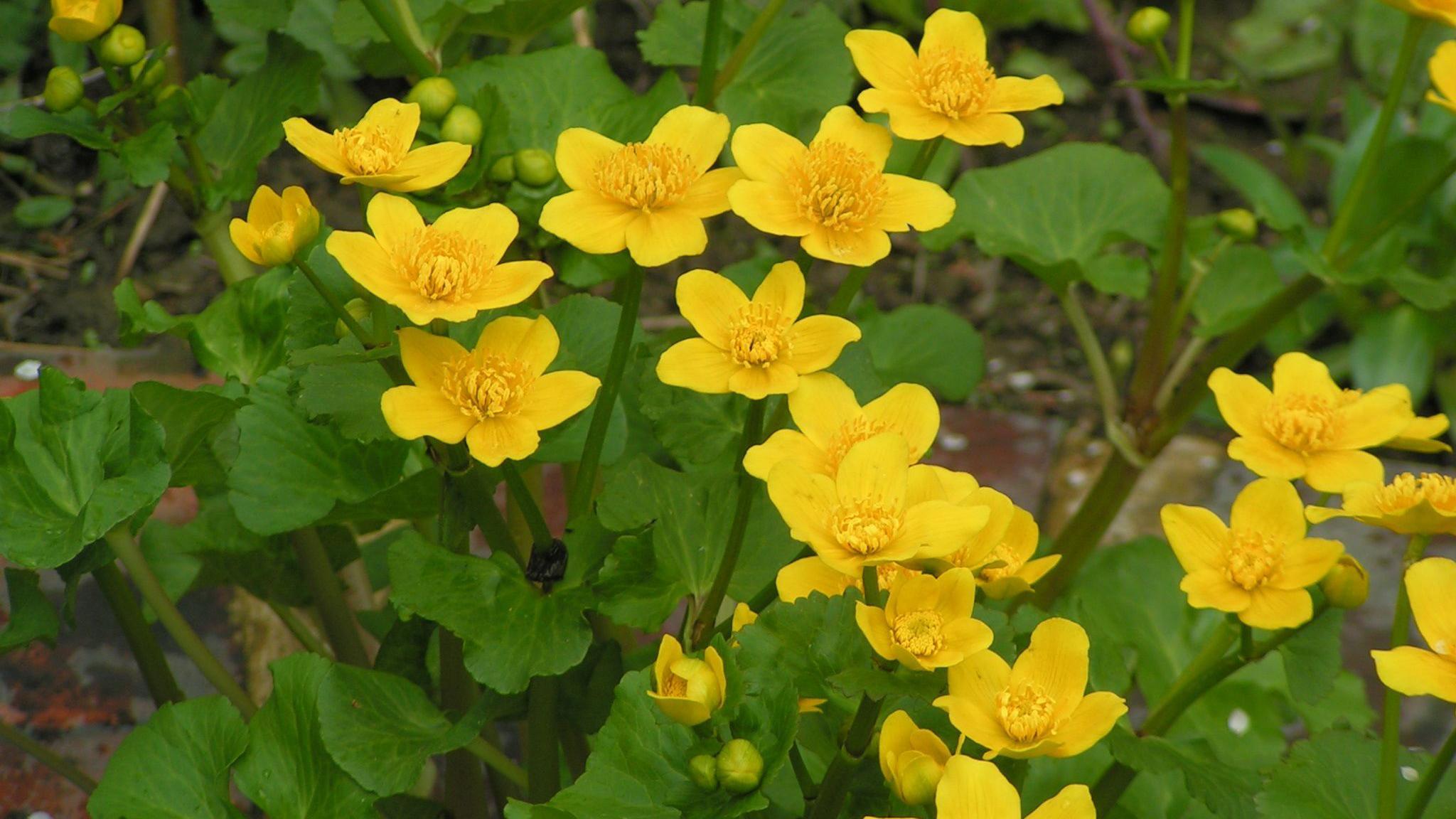 Marsh Marigolds, in a nature reserve, showing yellow flowers, with green leaves