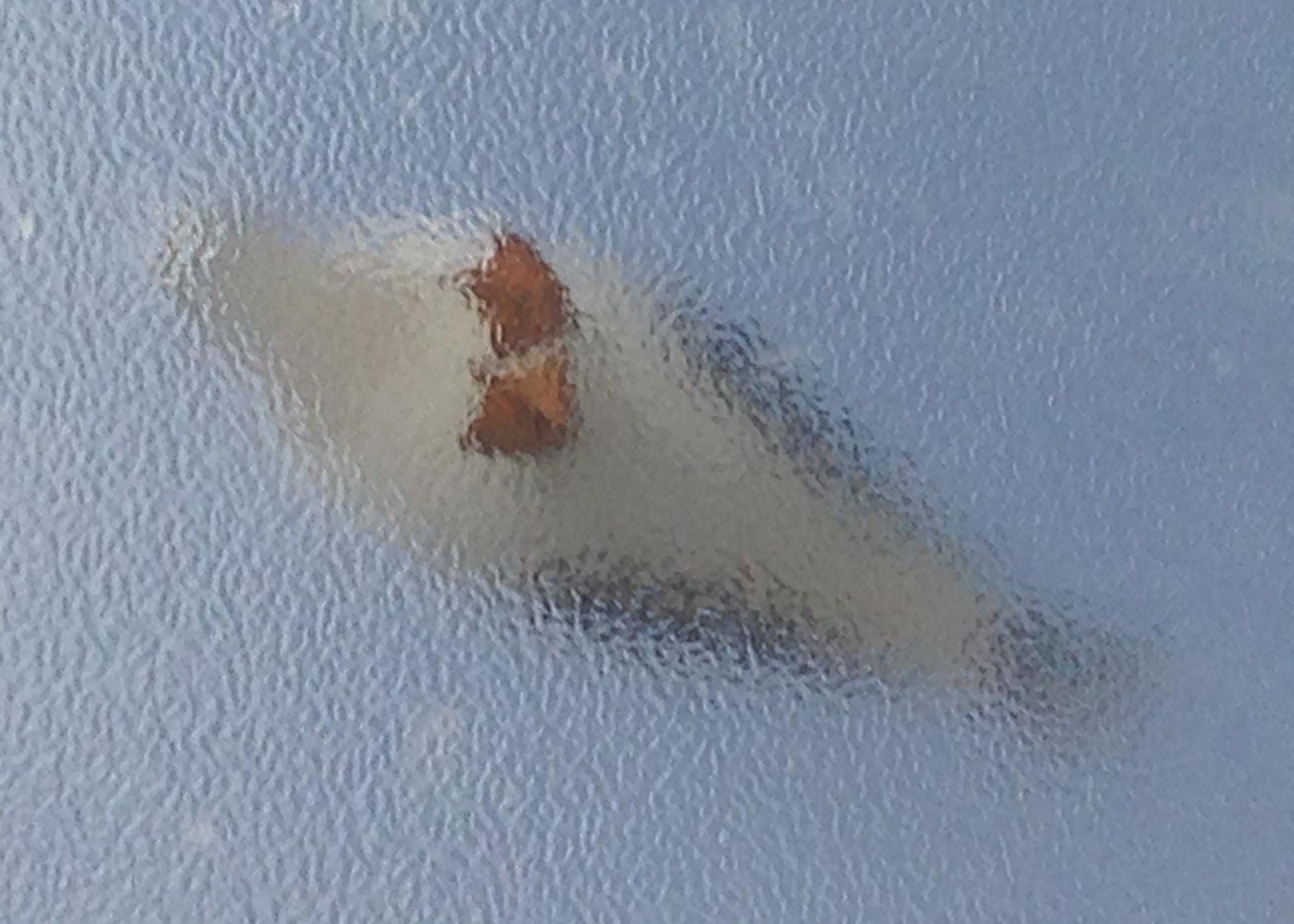 A gull seen from below through frosted glass. The gull is standing on the glass.