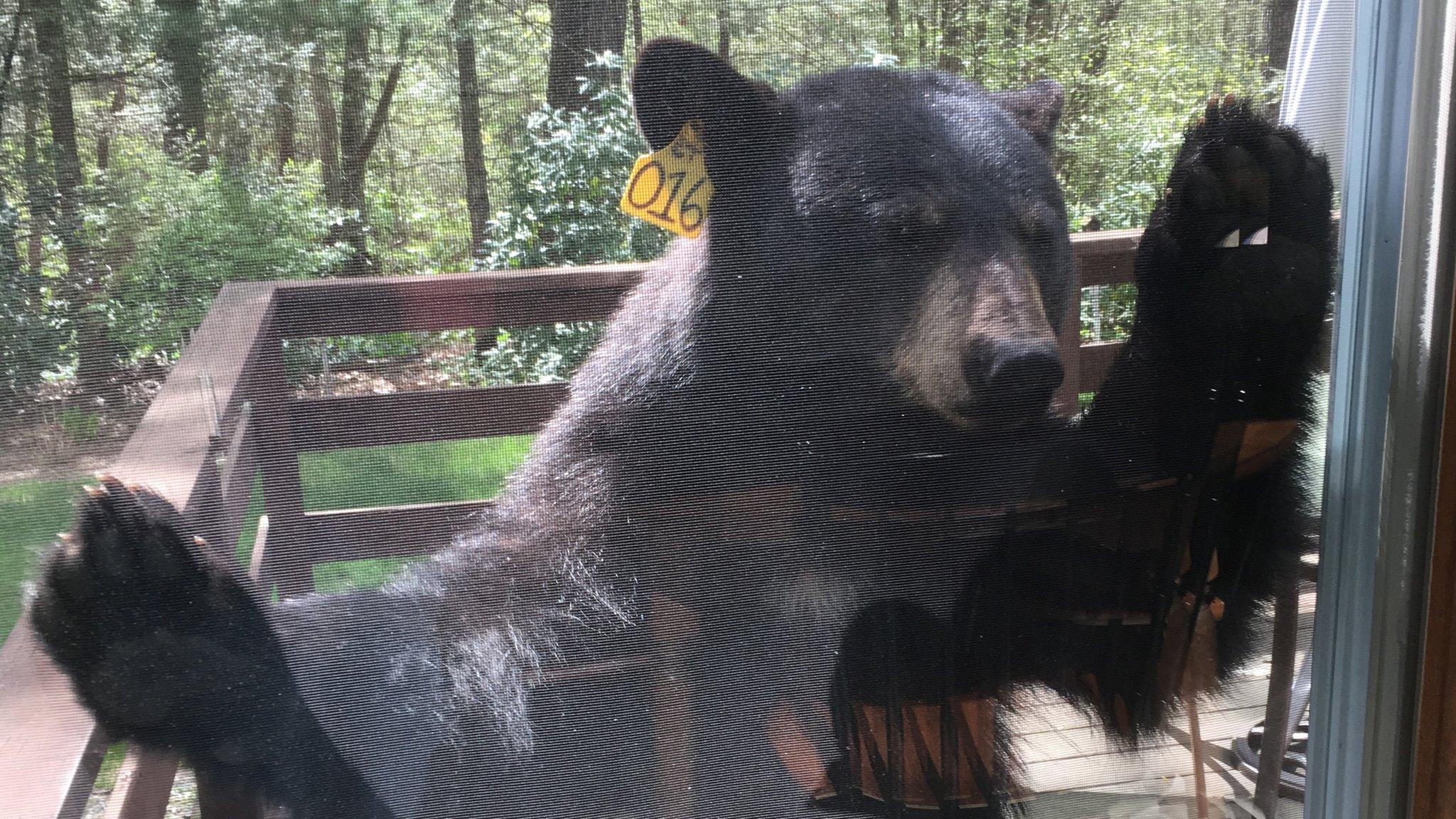 bear on the porch