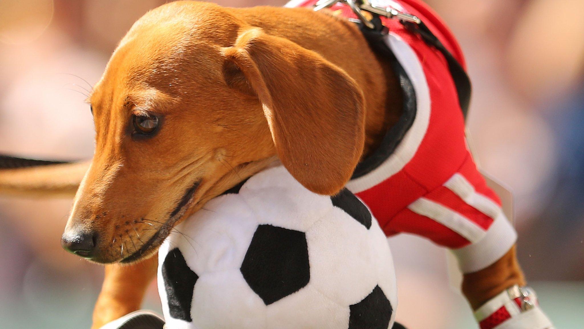 A dog with a football