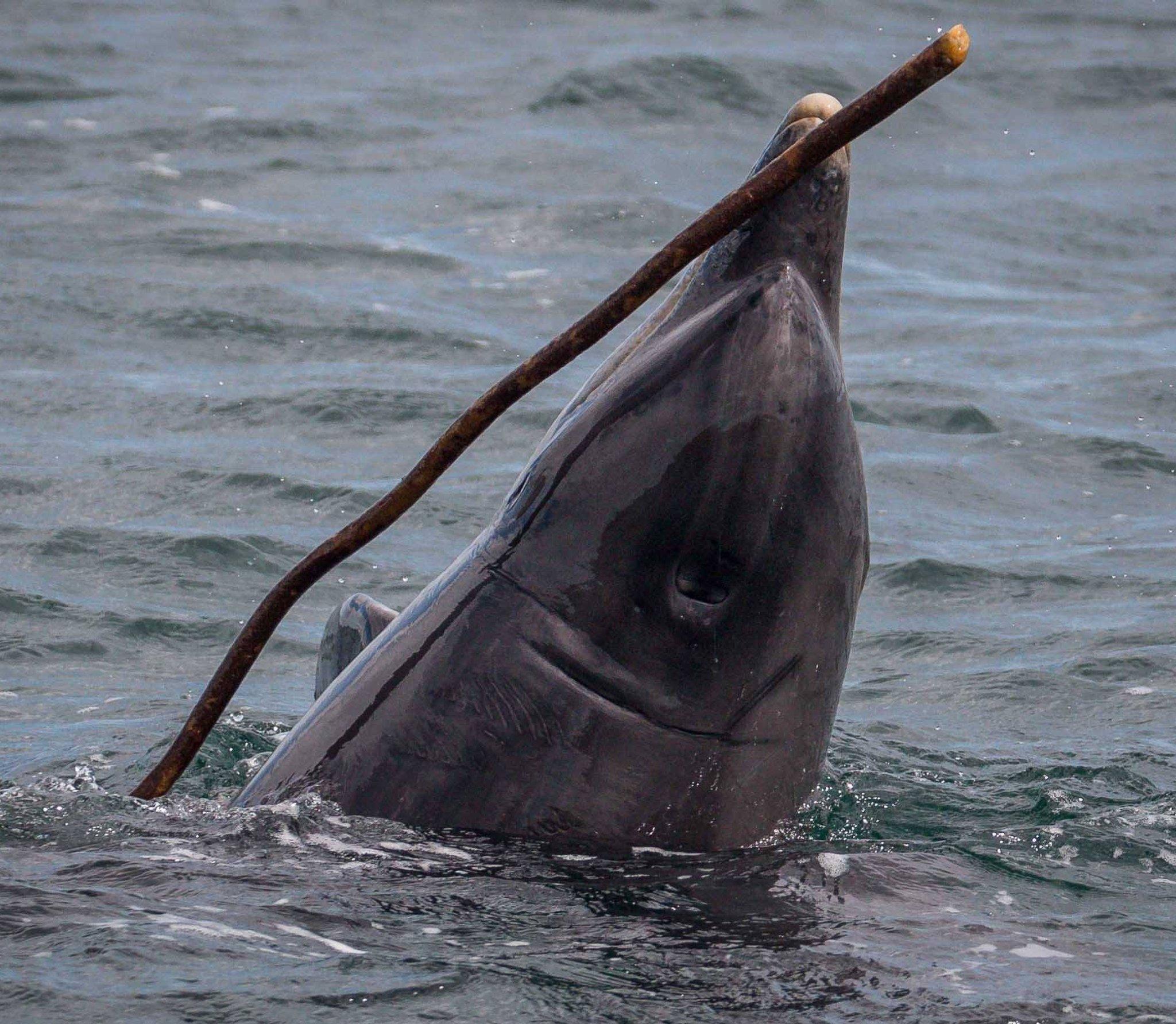 Bottlenose dolphin Kenobi playing with seaweed