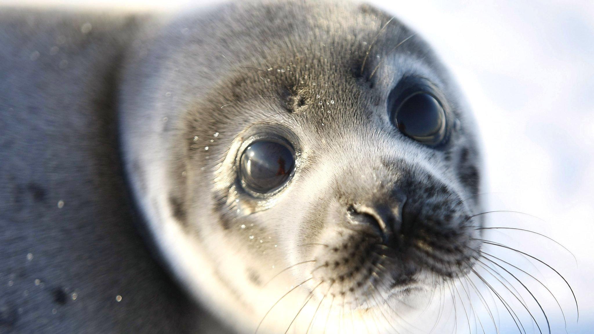 A young harp seal