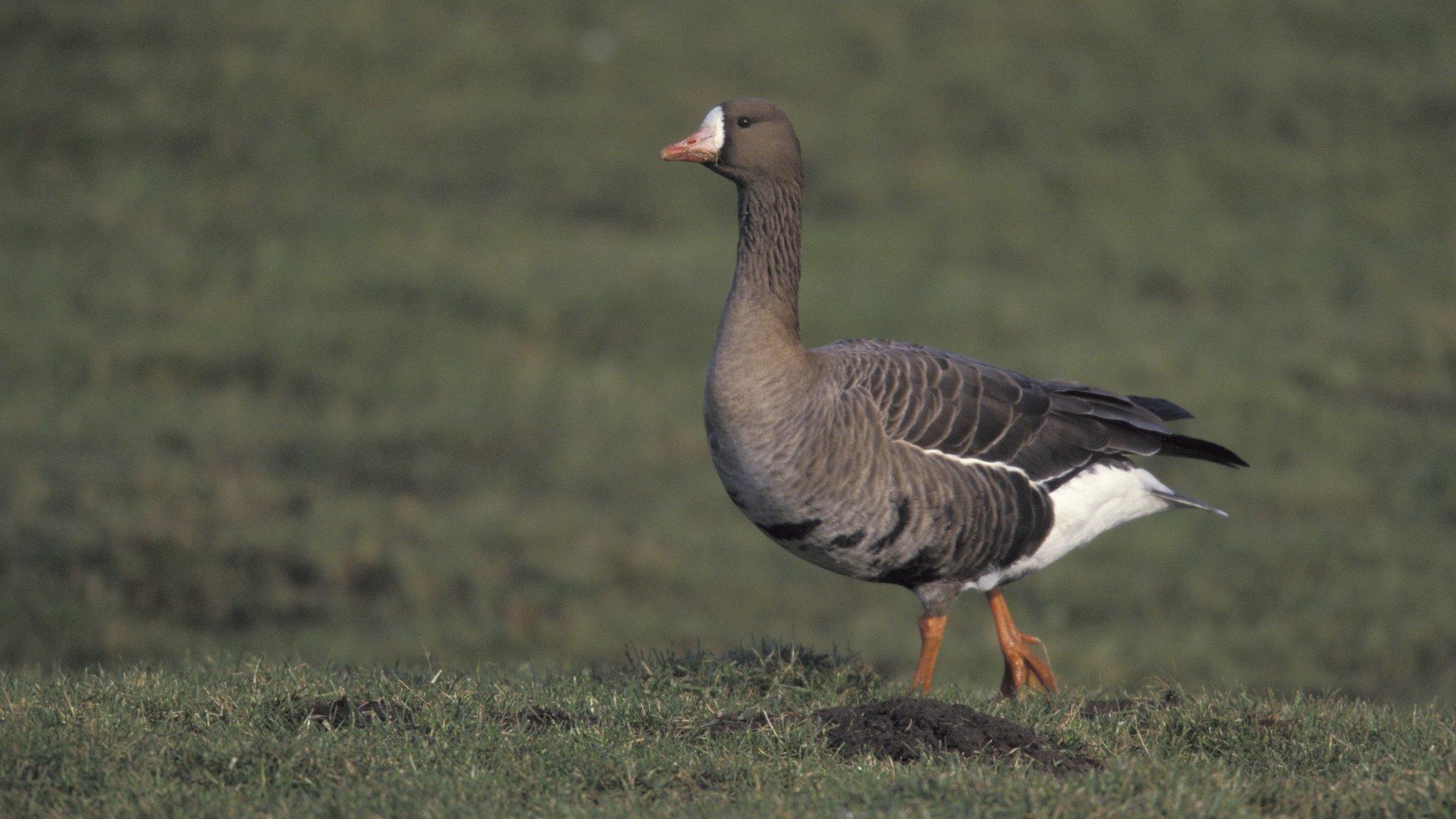 White-fronted goose