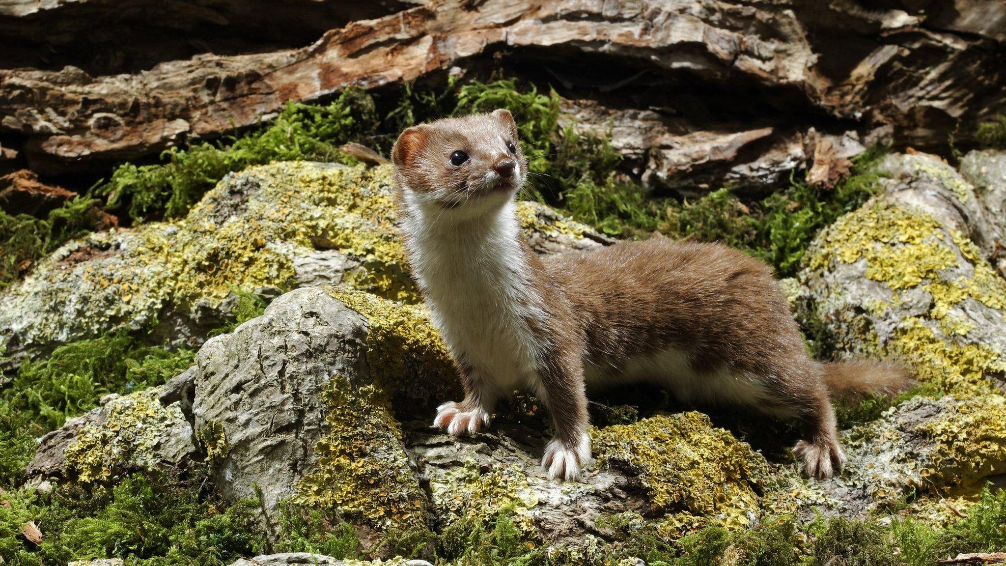 weasel