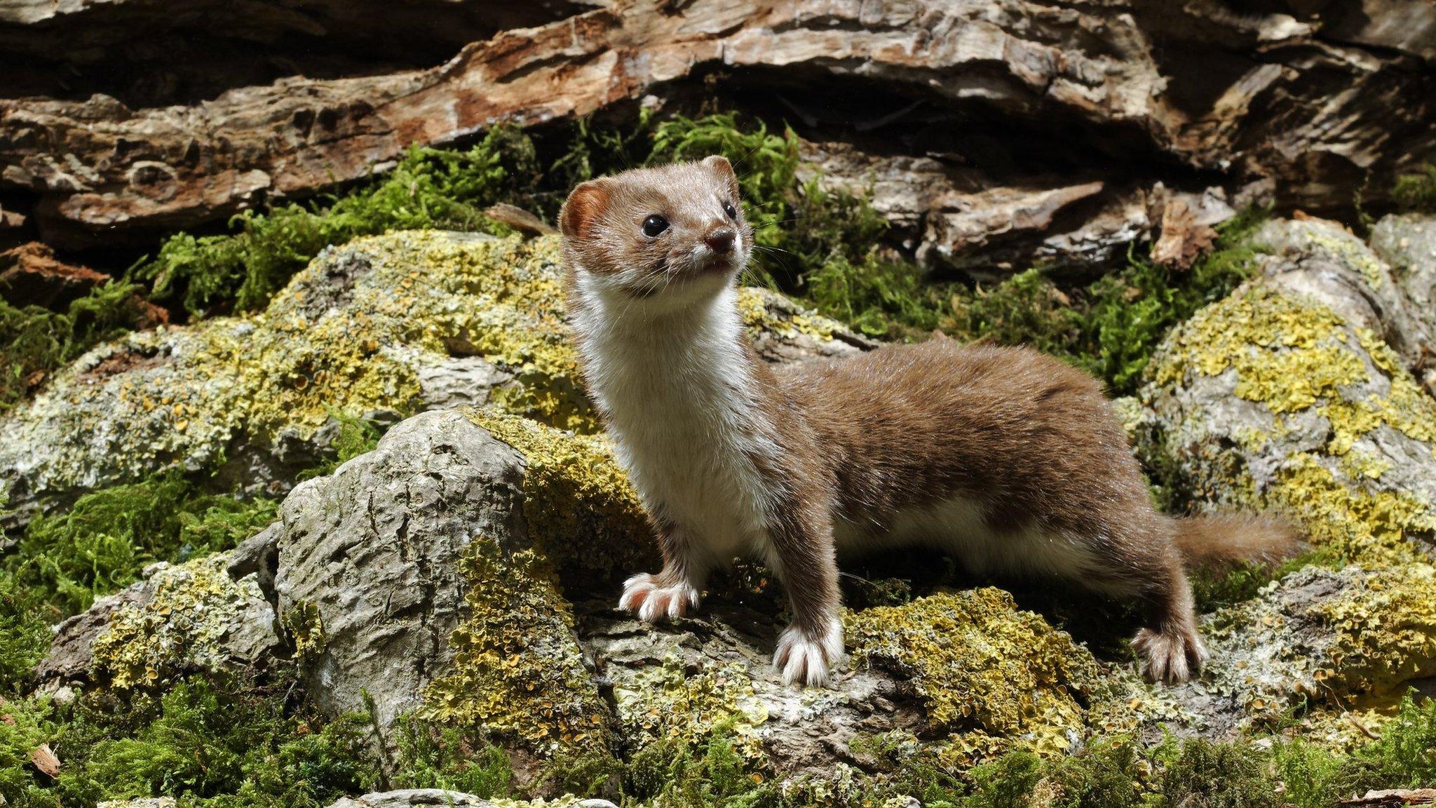 Weasels Experts Warn Species Could Be At Risk Of Extinction In UK Weasels Experts Warn Species Could Be At Risk Of Extinction In UK