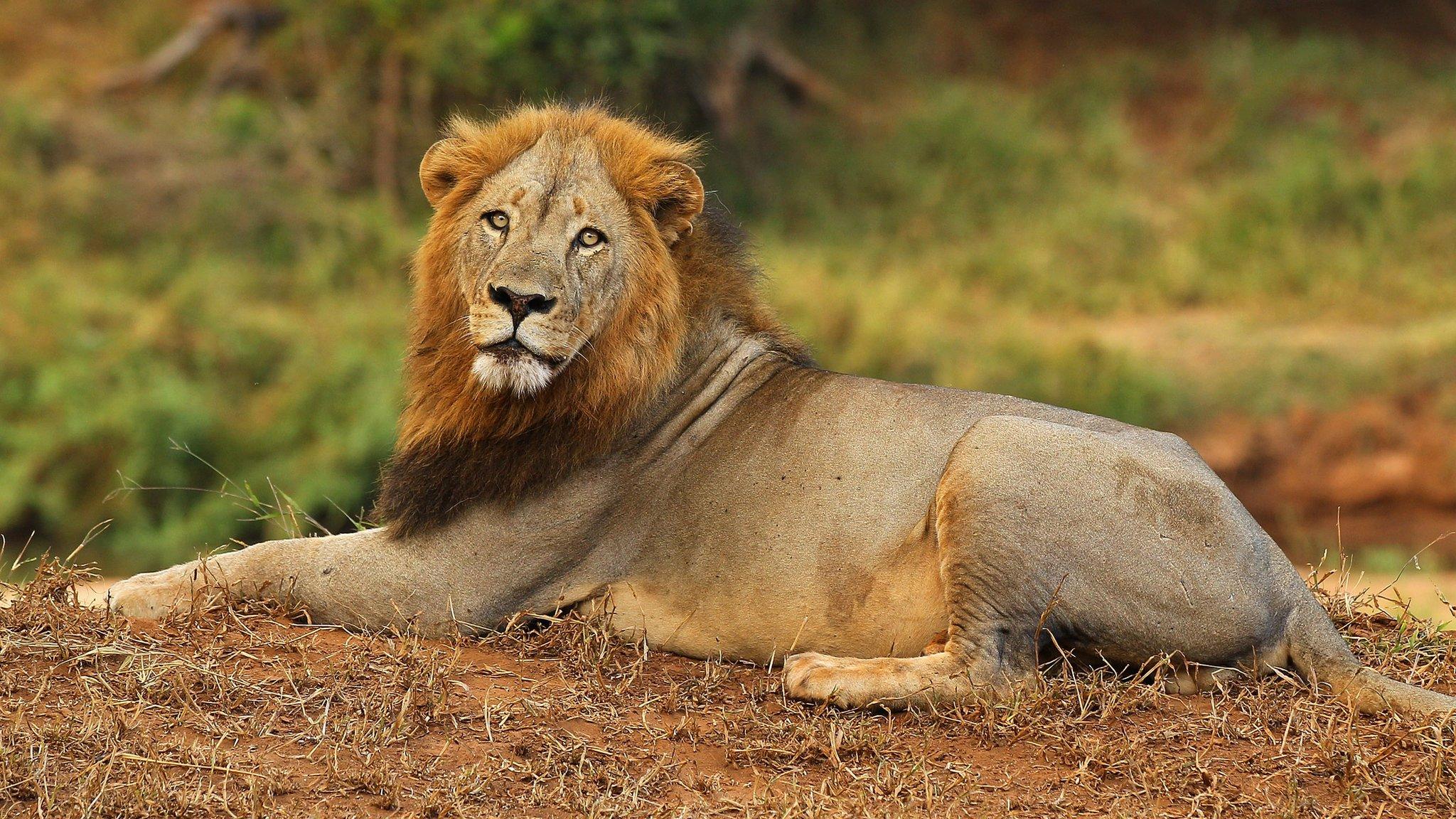 A lion on the banks of the Luvuvhu river on July 22, 2010 in Kruger National Park, South Africa.