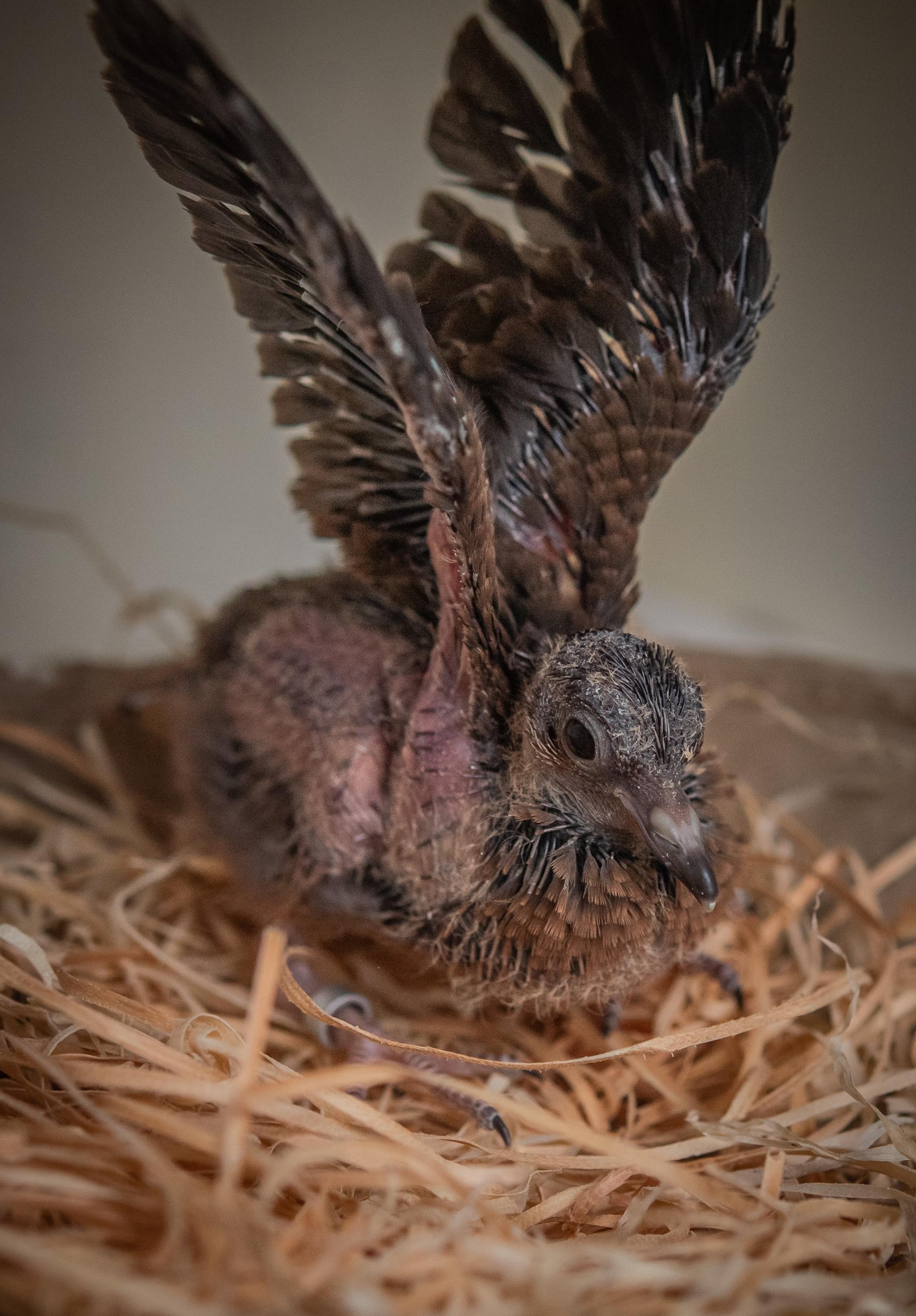 Socorro dove chick