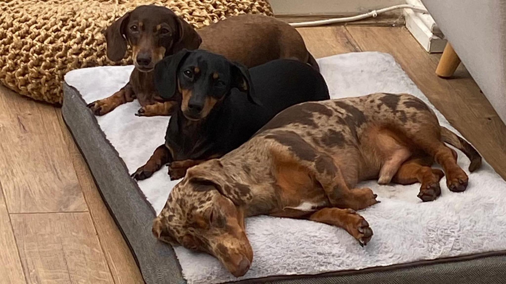 Three brown sausage dogs lying on a white fluffy dog bed with wooden flooring underneath.