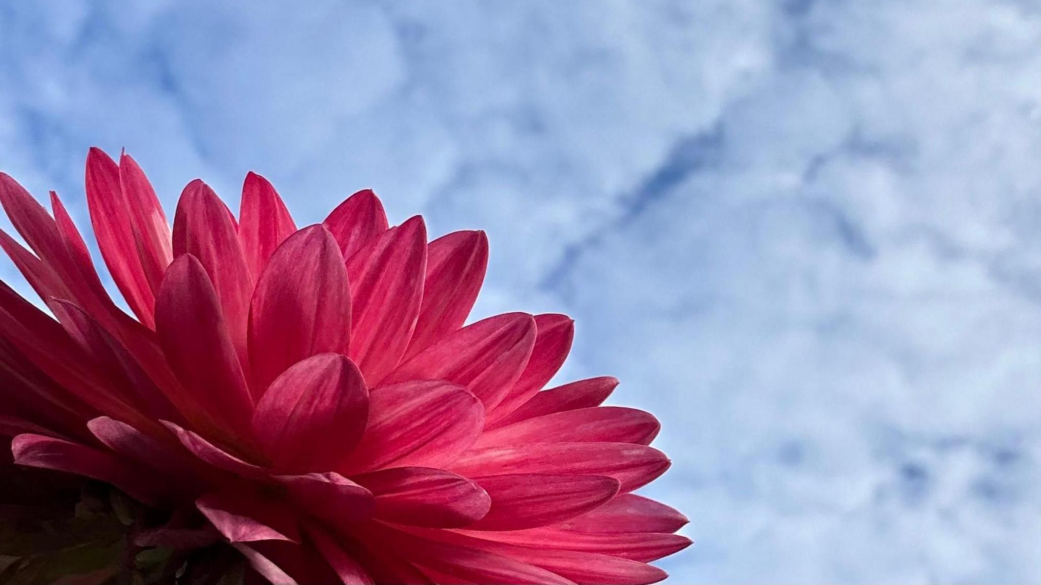 Bright pink petals of a flower dominate this photo looking from below them up towards a blue sky entirely mottled with white clouds