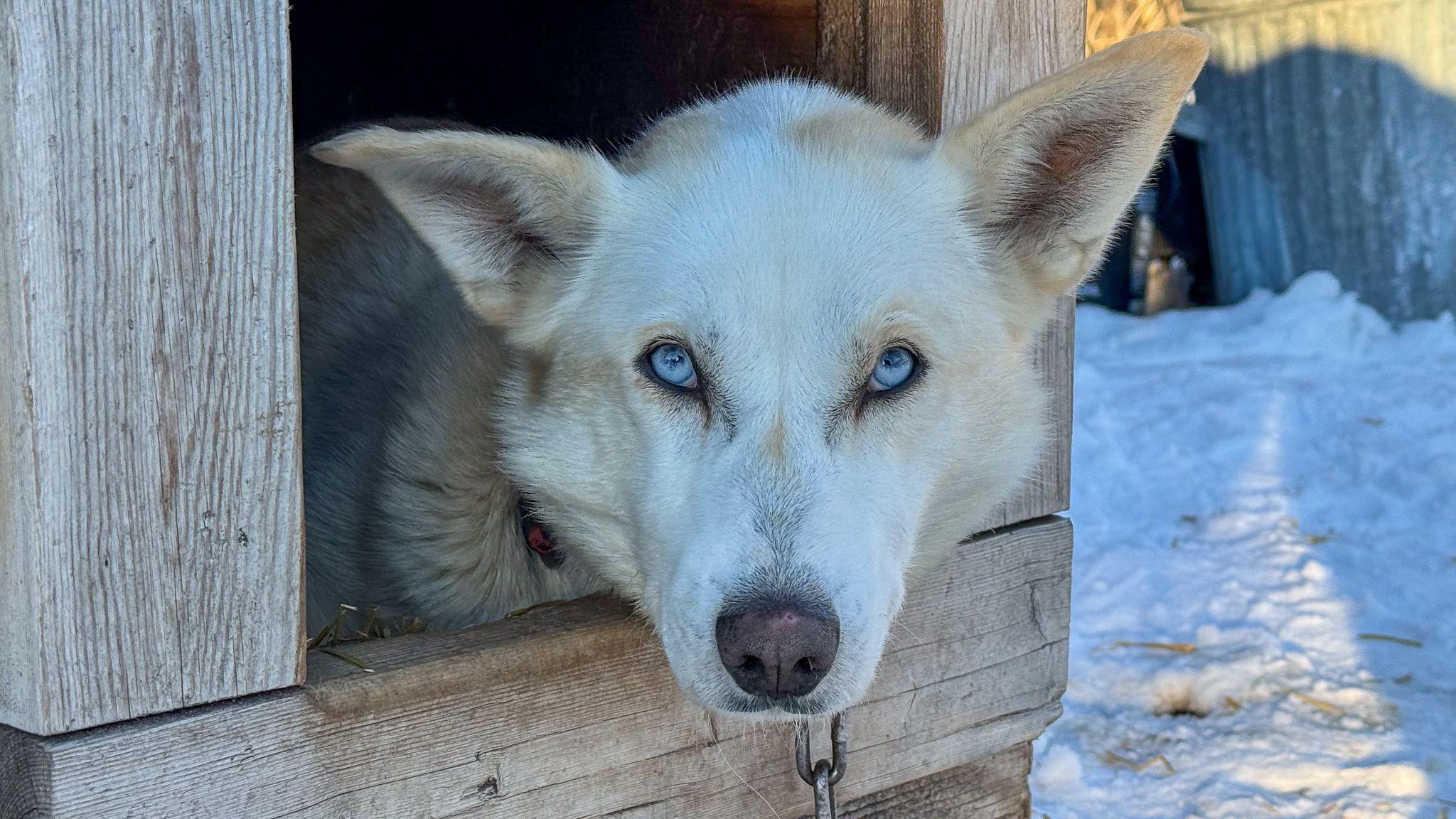 A sled dog with bright blue eyes peers out from its kennel 