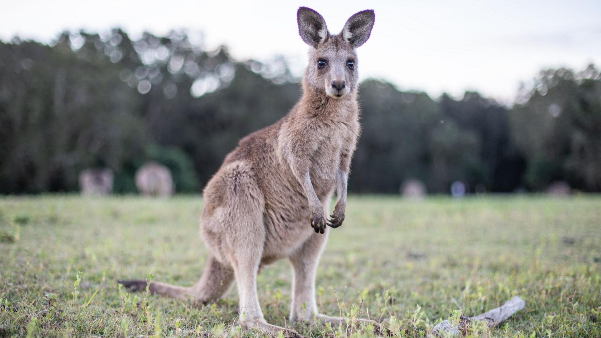 kangaroo