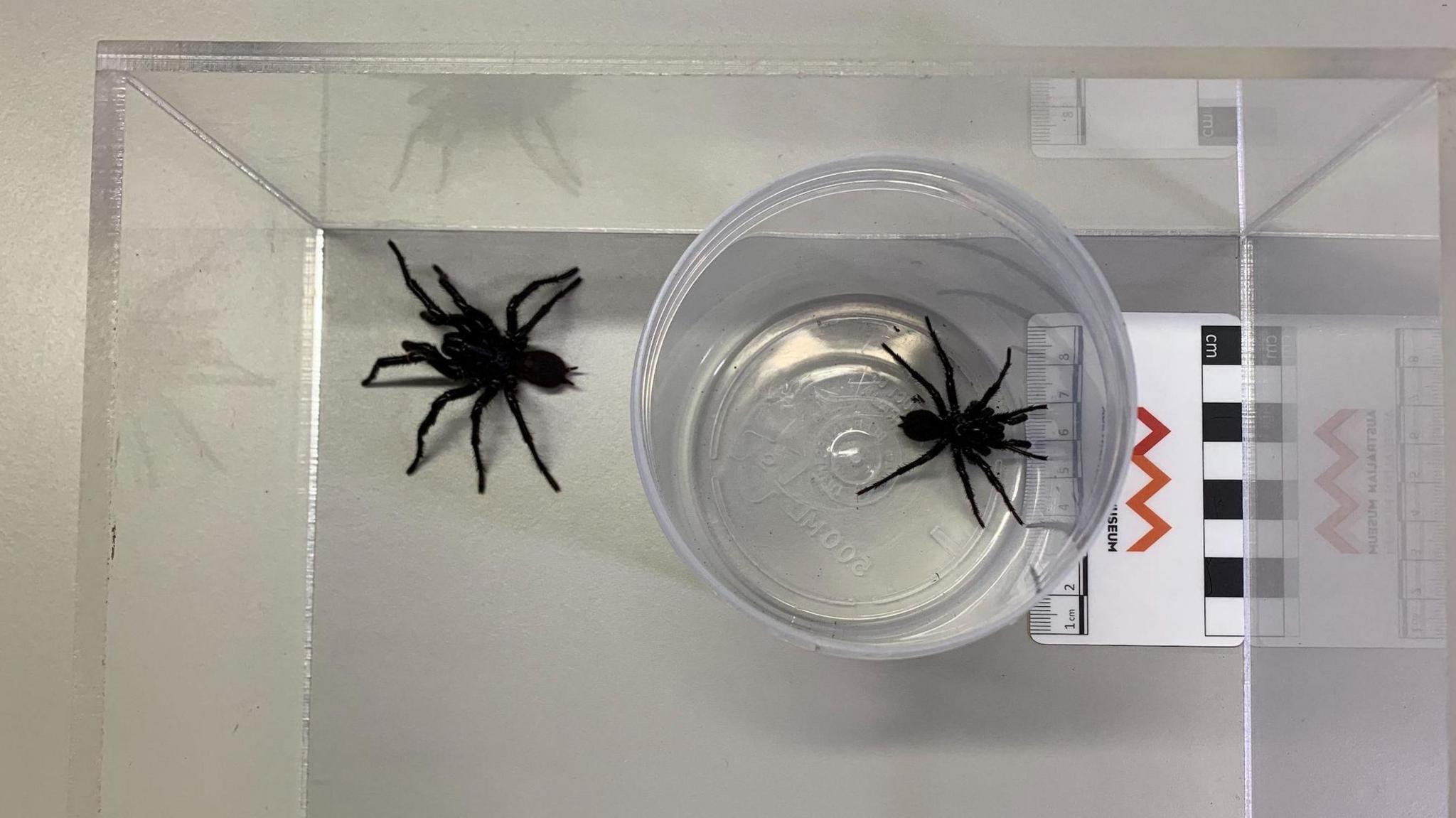 Atrax christenseni spider and Sydney funnel-web spider