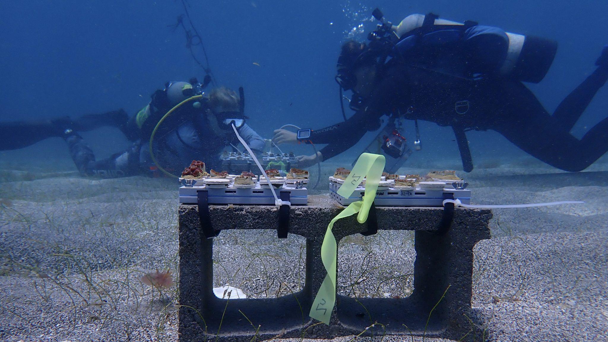 Scientists trying out the multivitamin 'tiles' on an artificial reef