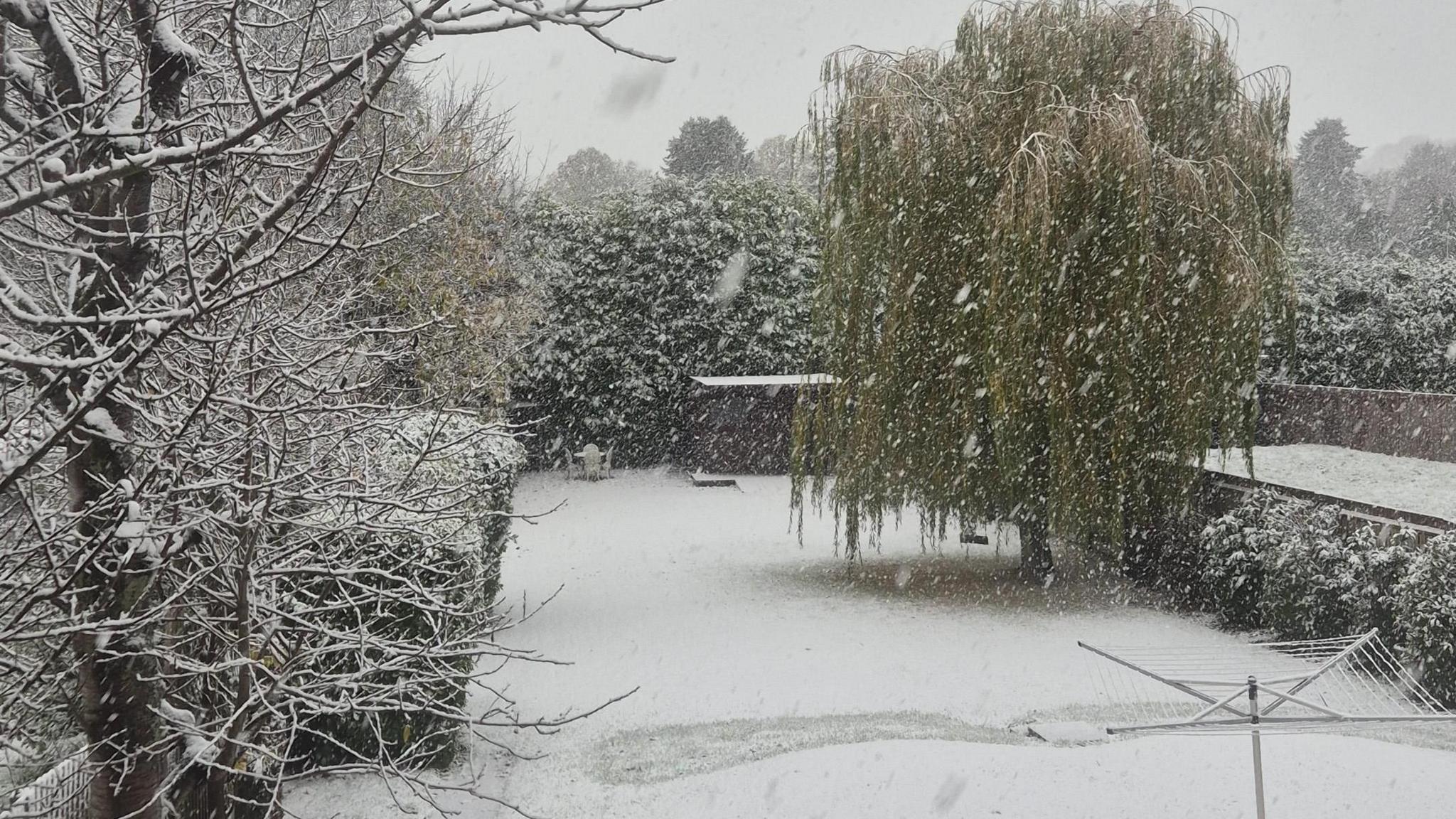 A wintery scene. Snow covers lawn and trees in a back garden. Snow can be seen falling.