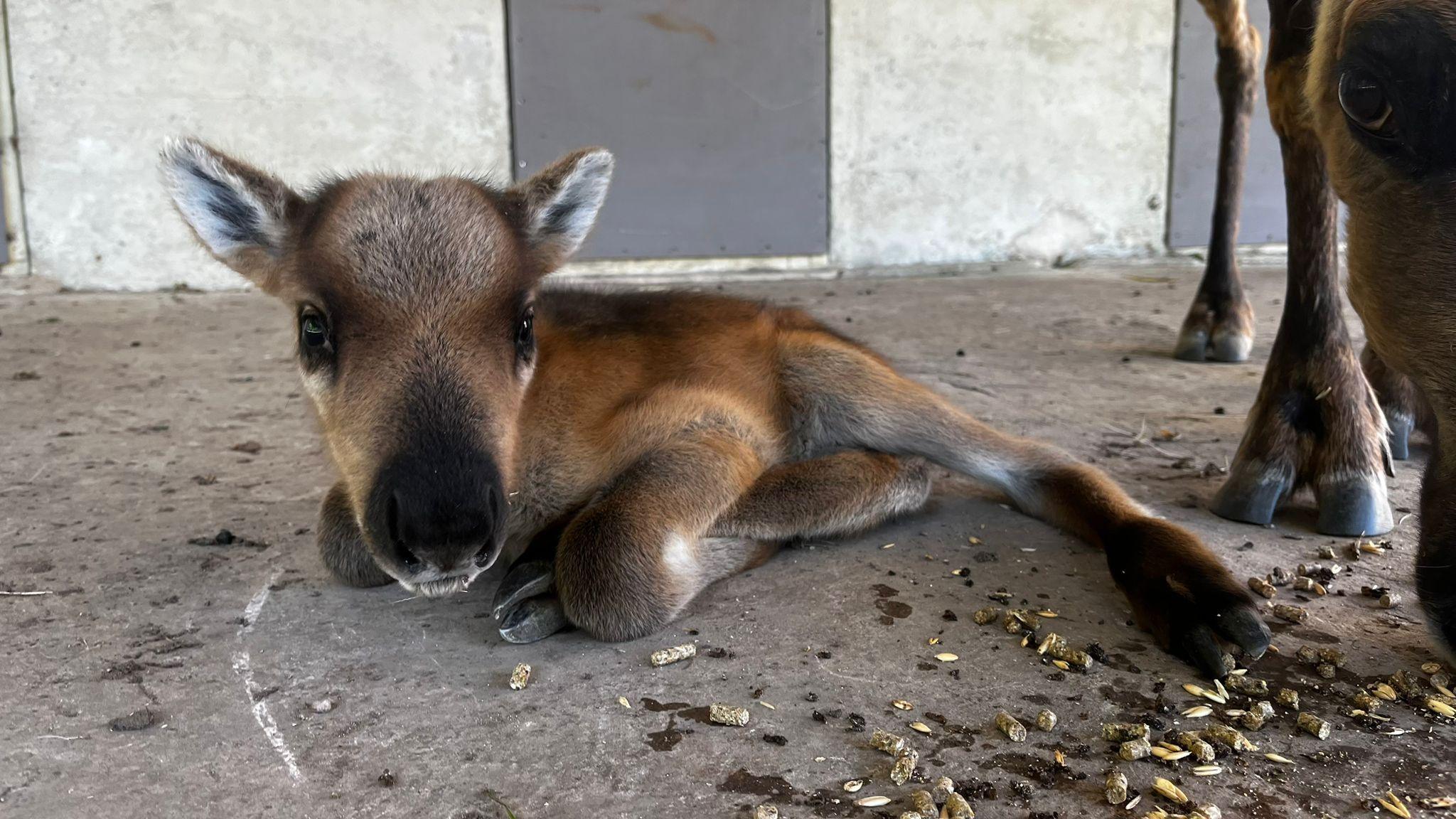 A small brown baby reindeer sits on the crown with its front legs curled underneath and one of its back legs stretched out. There is another animal, of which you can just see its hooves, behind.