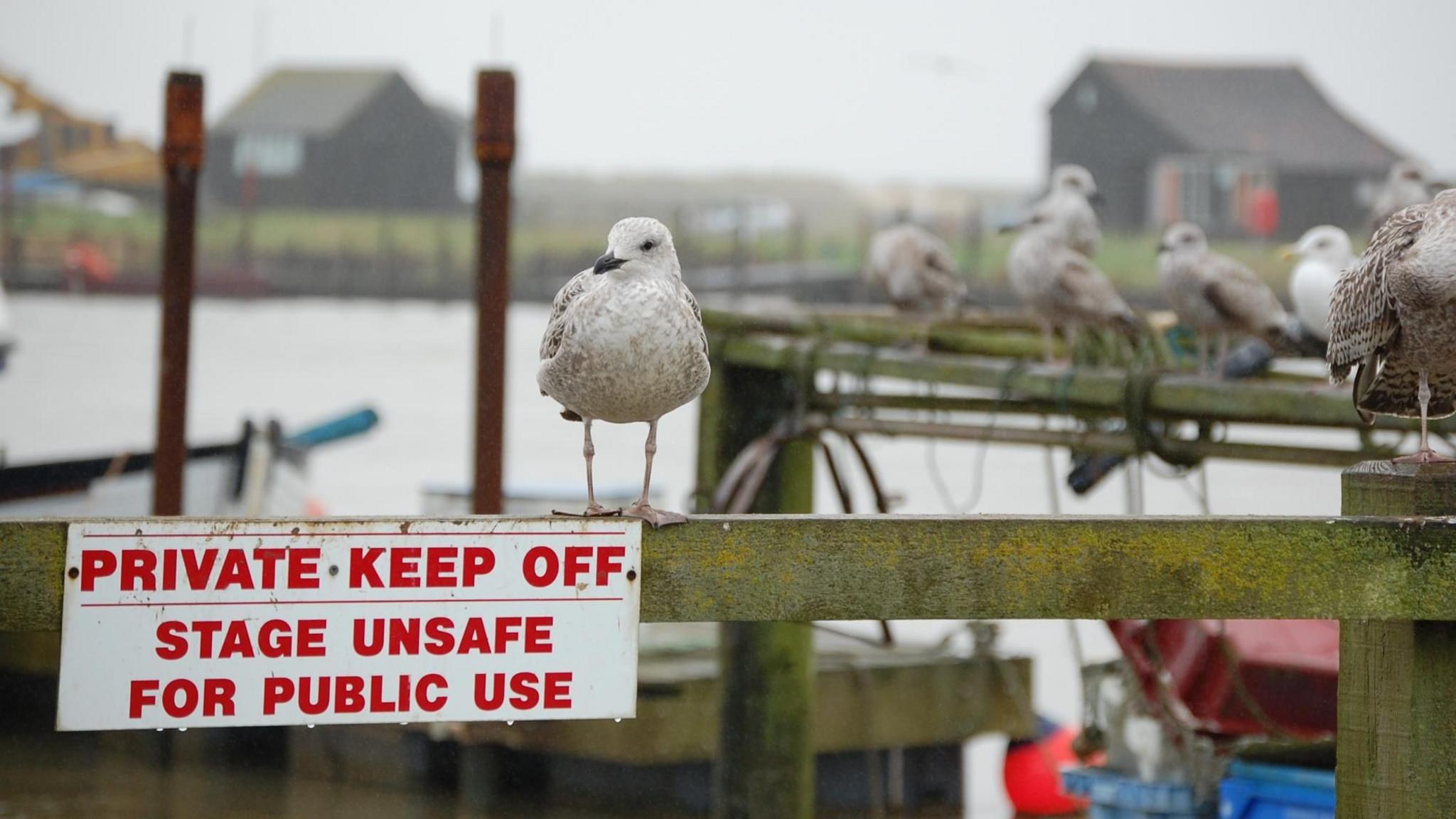 Gulls perched on quay fencing at Southwold harbour. There is a sign that says "PRIVATE KEEP OFF. STAGE UNSAFE FOR PUBLIC USE"
