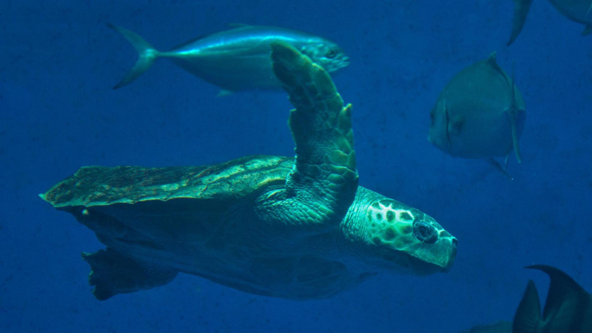 Kemp's ridley sea turtle