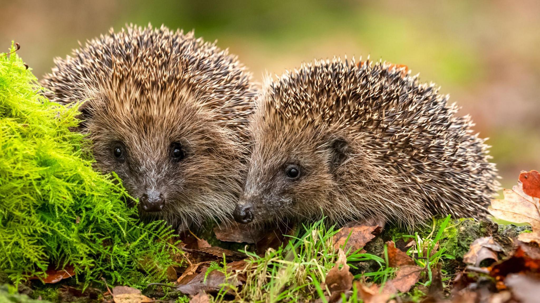 two hedgehogs sitting on some grass and leaves