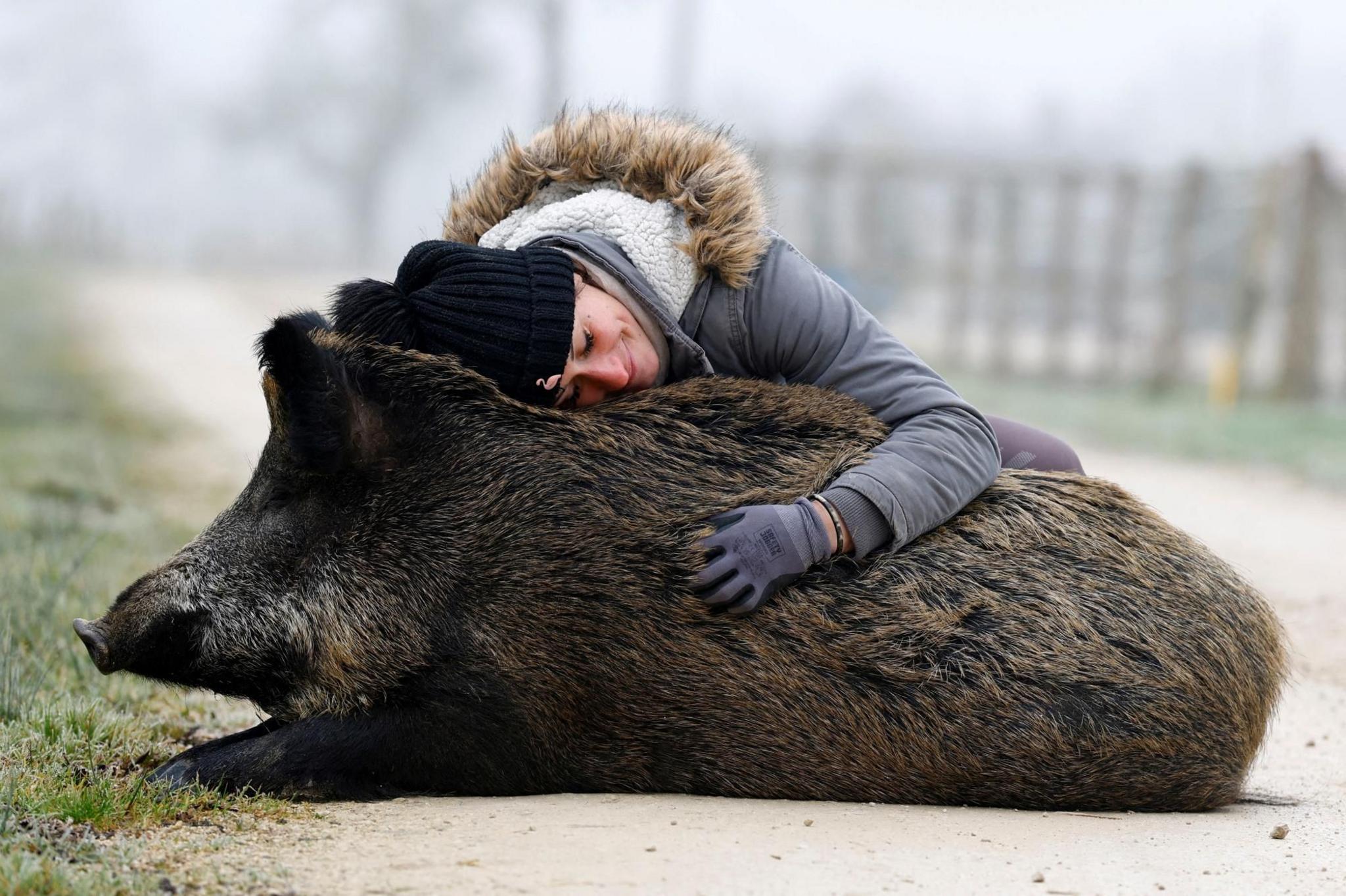 French horse breeder Elodie Cappe smiles as she hugs her wild boar
