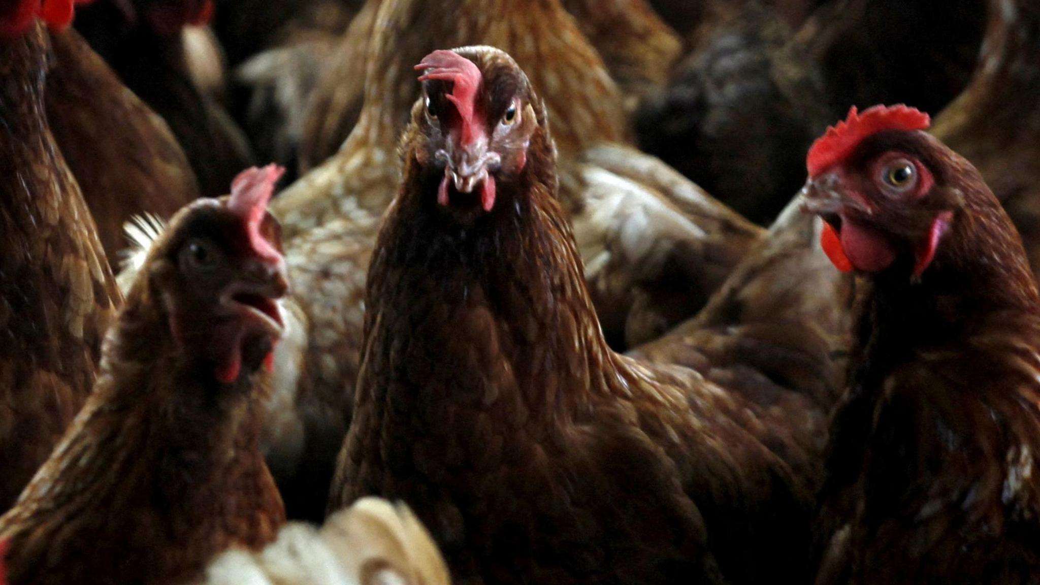 A group of brown feathered chickens inside a shed. They are all looking in different directions and some have their beaks open.