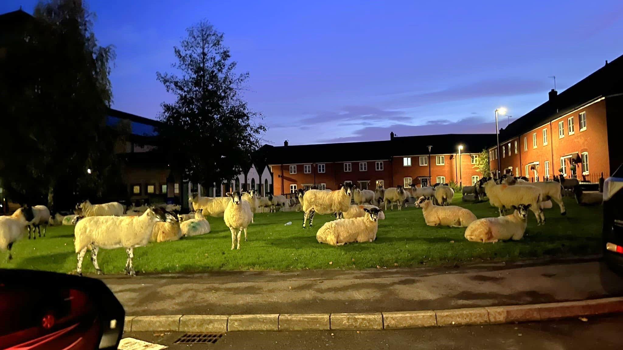 sheep grazing on a green space between houses at night