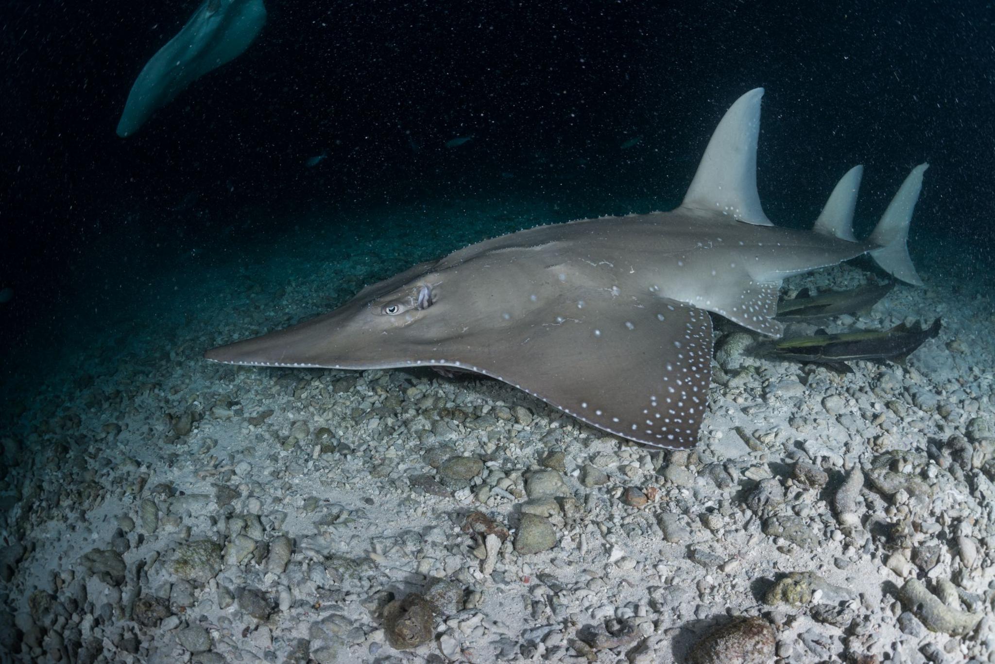 Guitarfish.