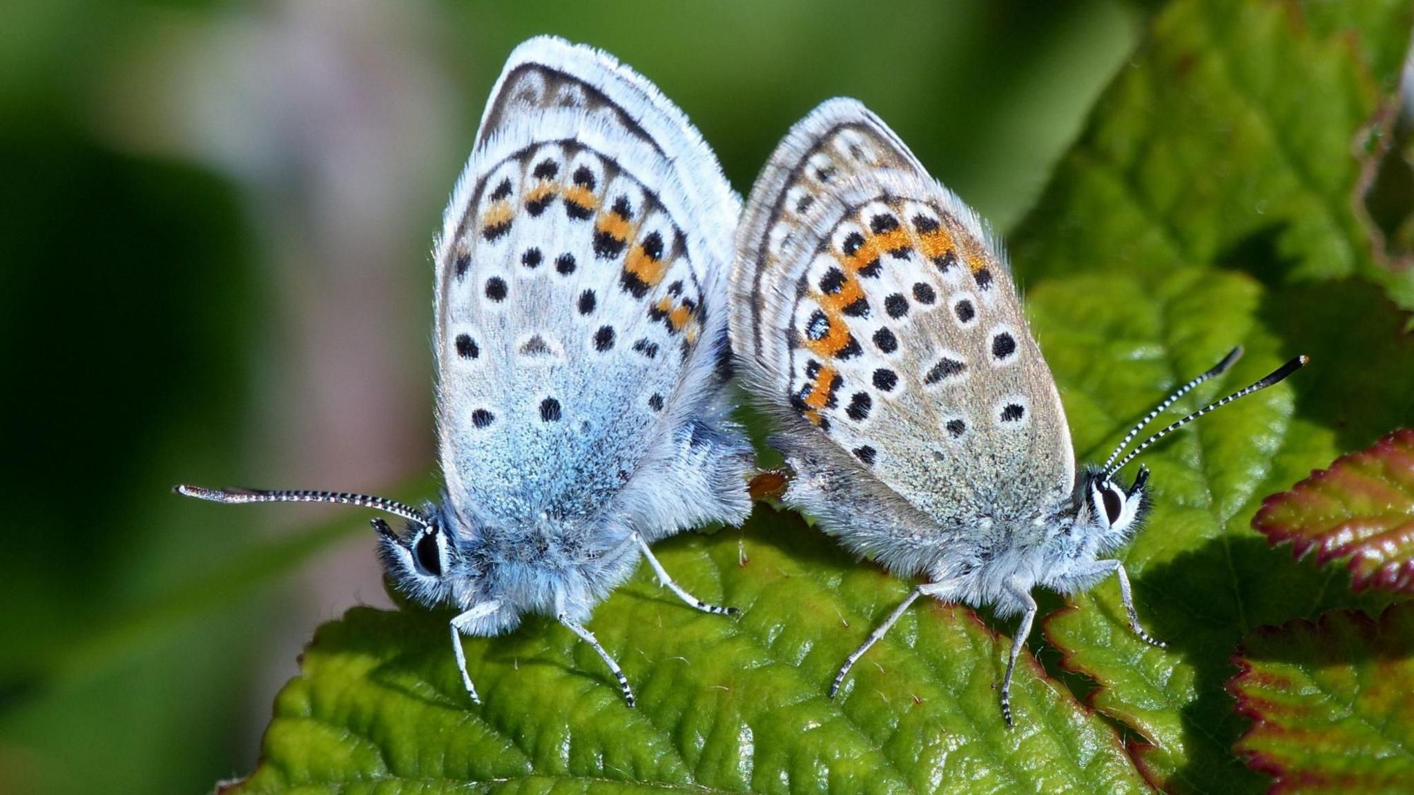 Two silver-studded blue butterflies mating on a leaf. Their back ends are joined as their heads face away from each other. Their wings are raised vertically.