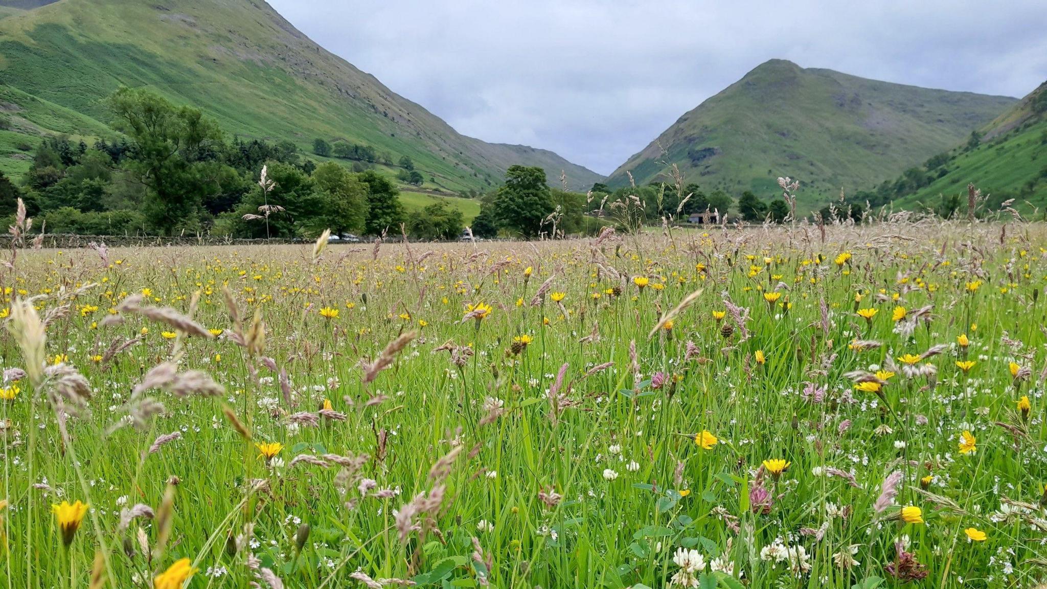 A field is lush with yellow, pink and white wildflowers. There are fells in the background.