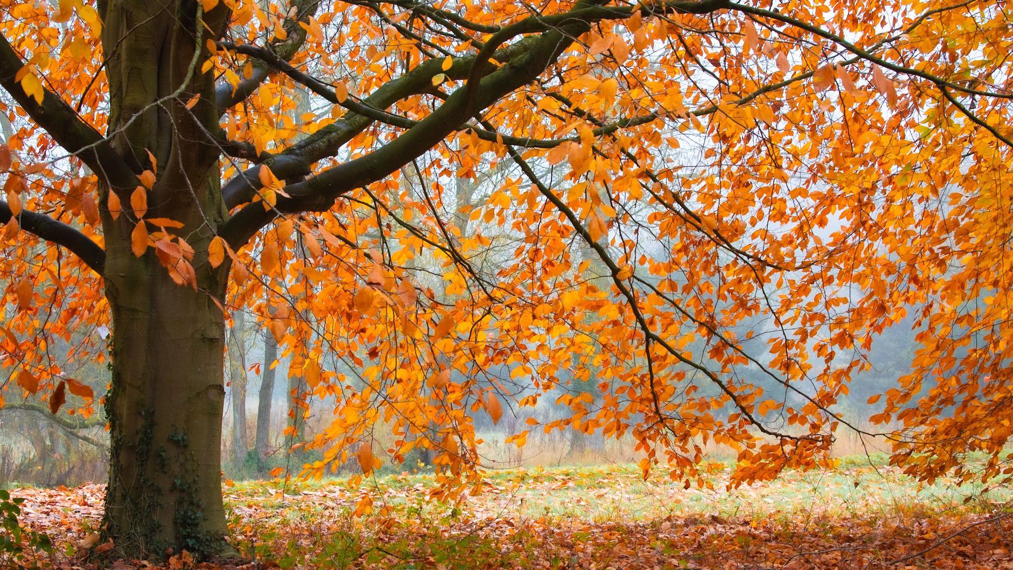 An autumnal landscape shot from Yorkshire Arboretum, showing trees with red-gold leaves on the branches and on the ground.