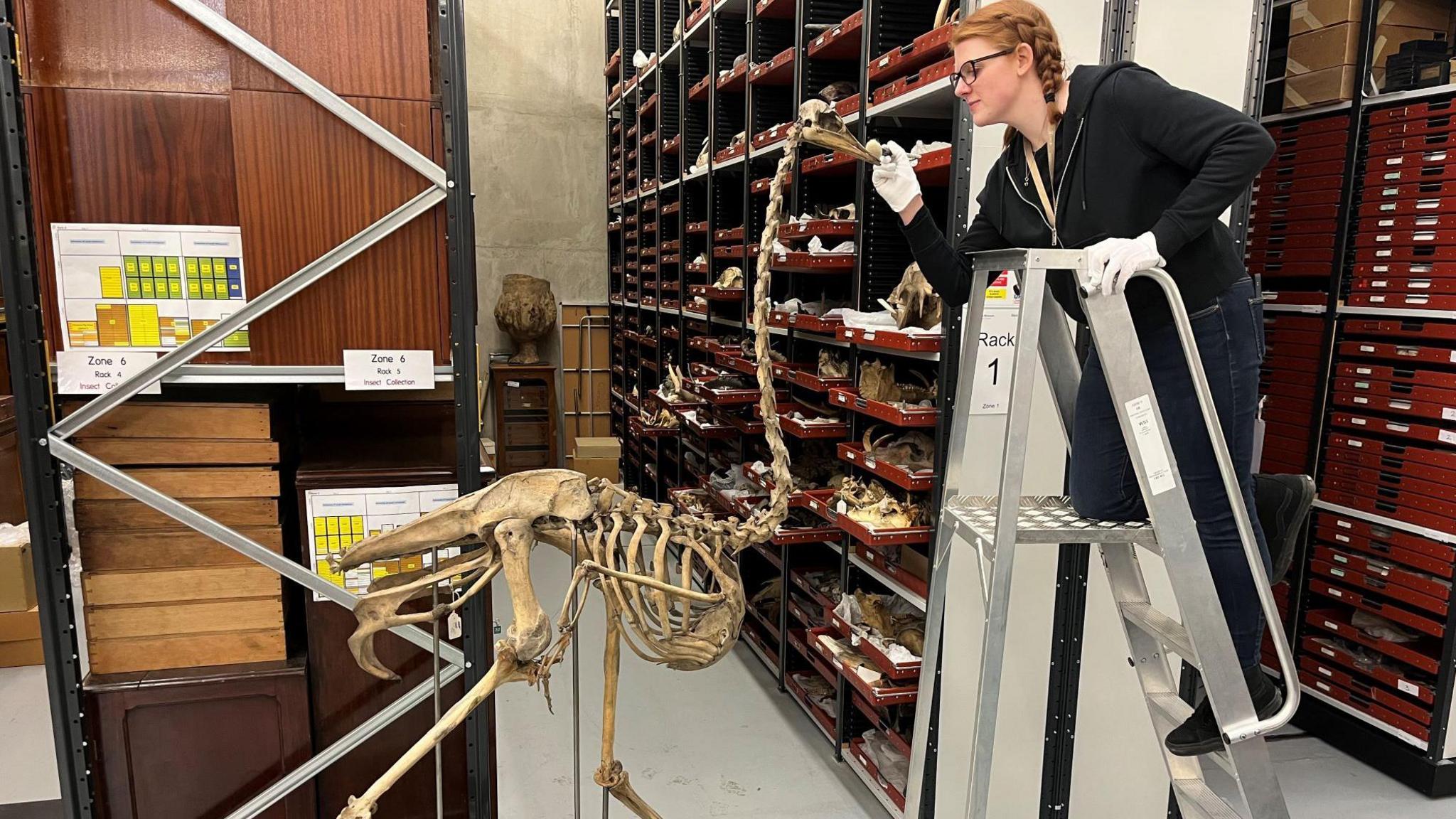 A picture showing the skeletal remains of a ostrich in a museum store. Next to the ostrich is a female member of staff wearing glasses and stood on some step ladders. She is cleaning the head of the skeleton with a brush. In the background are shelves filled with items stored in a museum. 