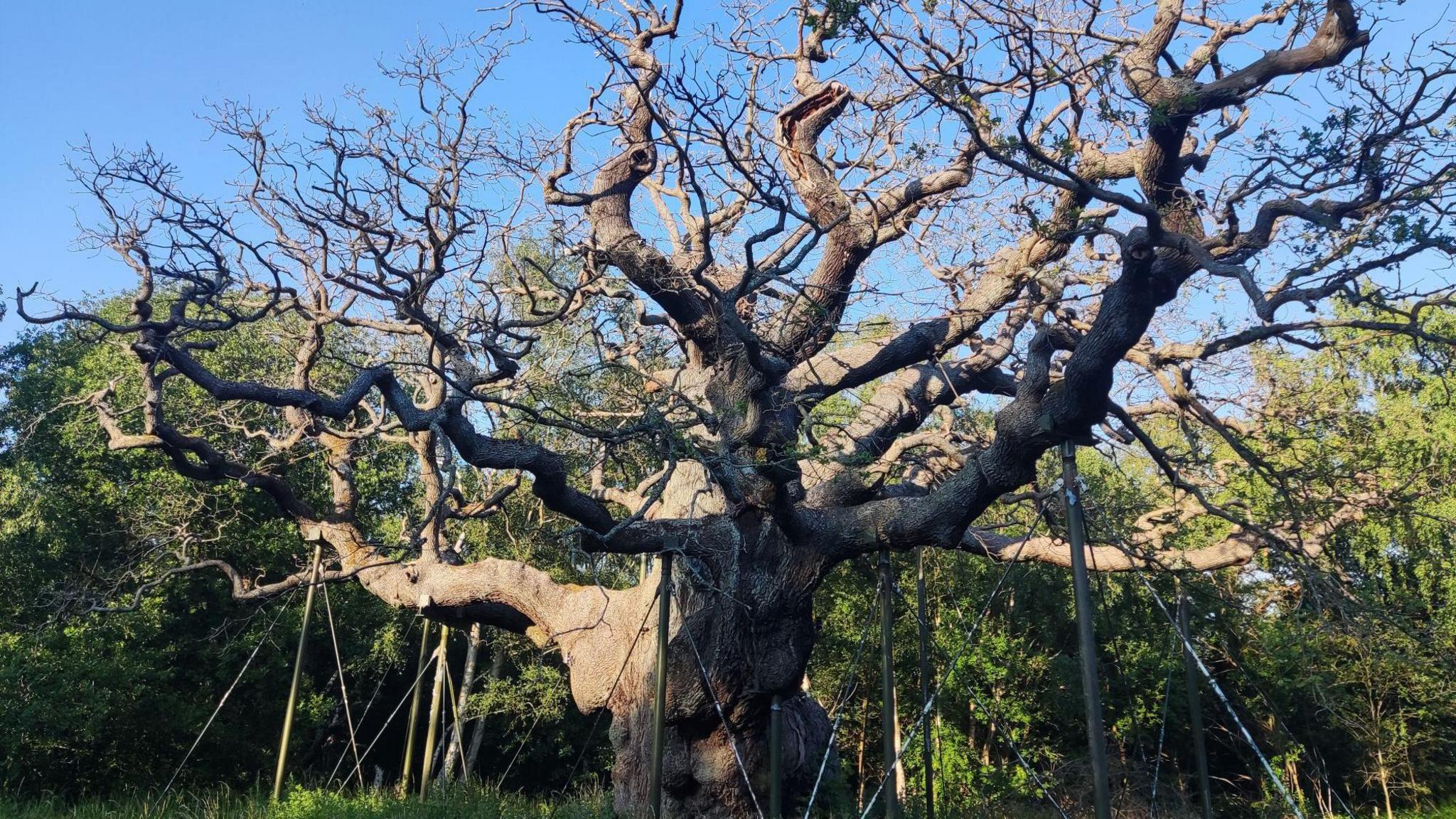 The bare branches of the Major Oak