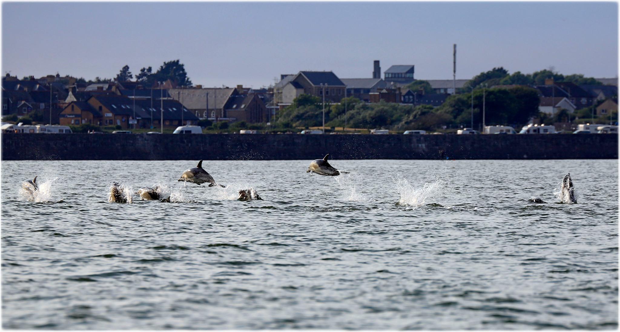 Porthcawl dolphins 