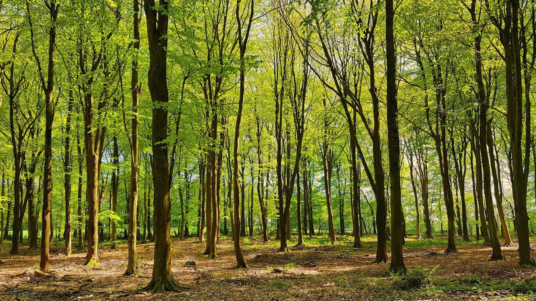 Trees standing in a well-established copse, with dappled sunlight falling on the ground and an open area of ground in the distance. 